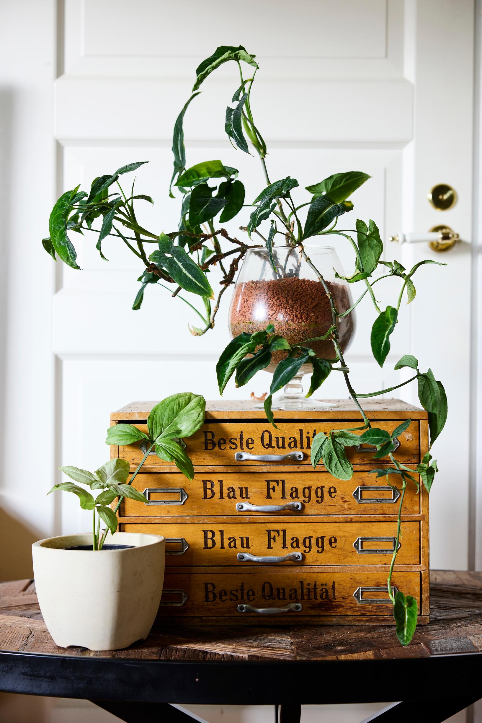 Muulinkorva eli muulinkultakorva