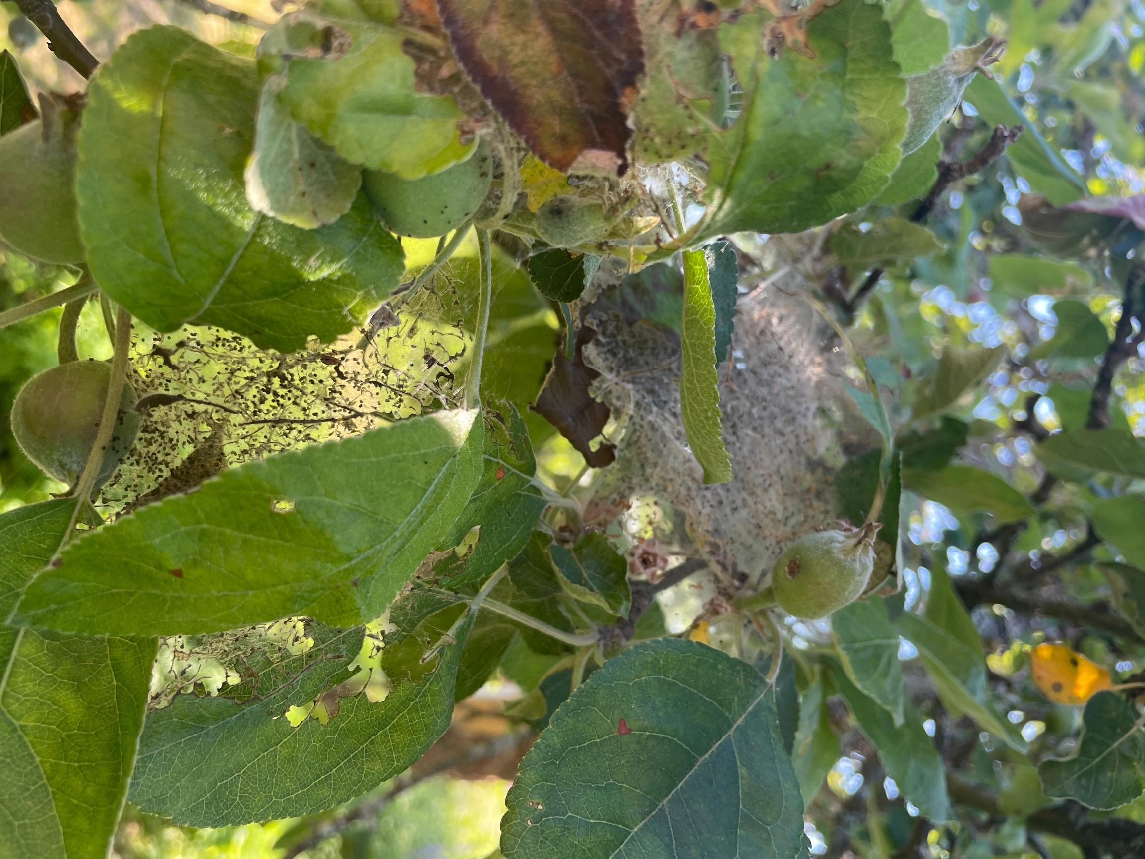 Omenankehrääjäkoin seittiä omenapuussa.