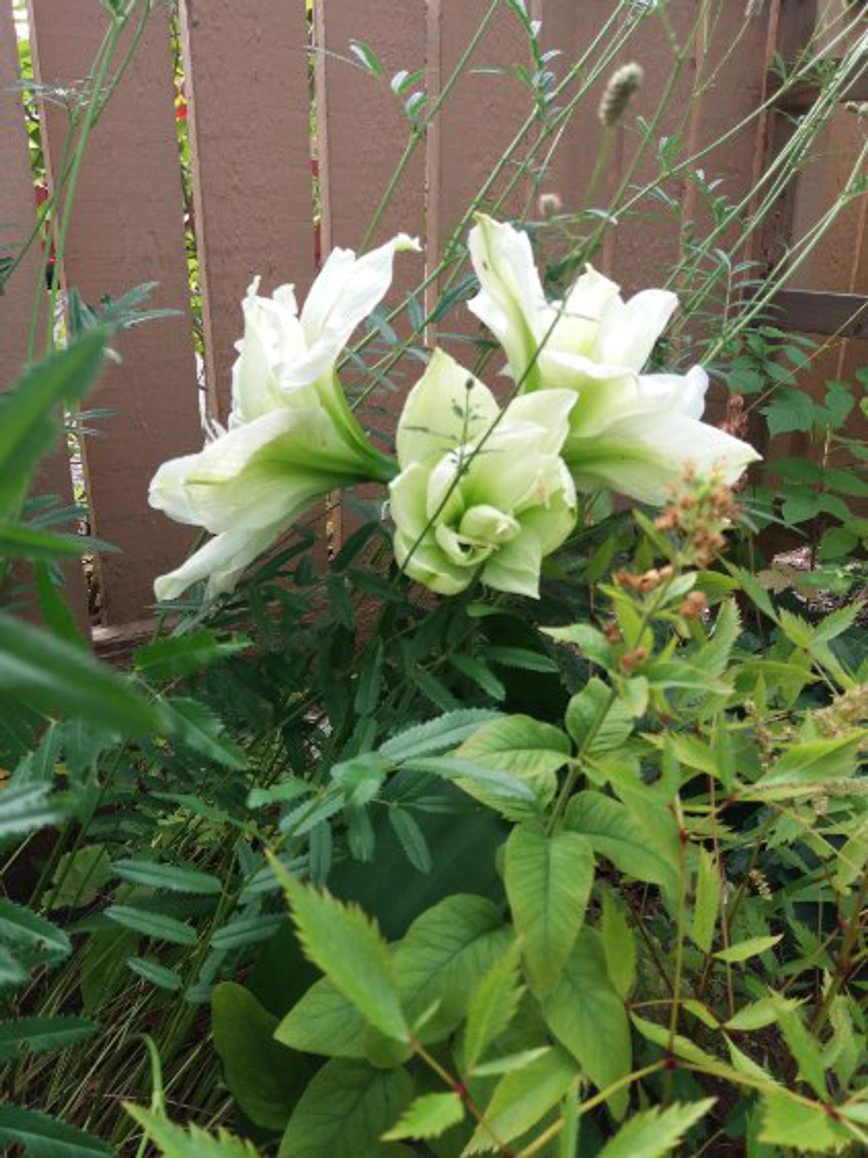 Amaryllis kukkapenkissä