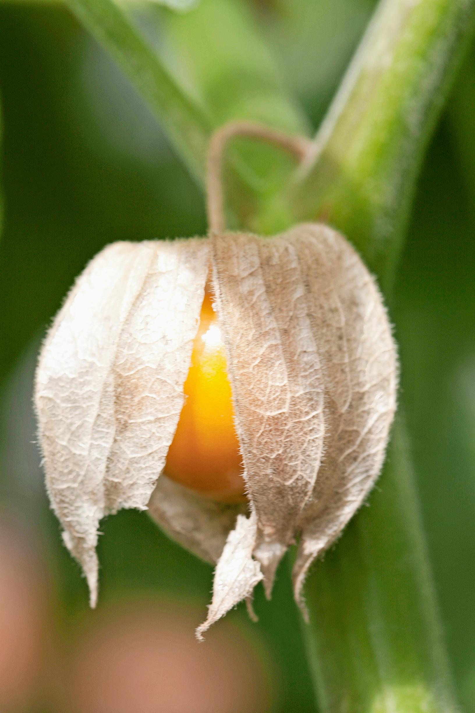 Mansikkakoiso, ananaskirsikka