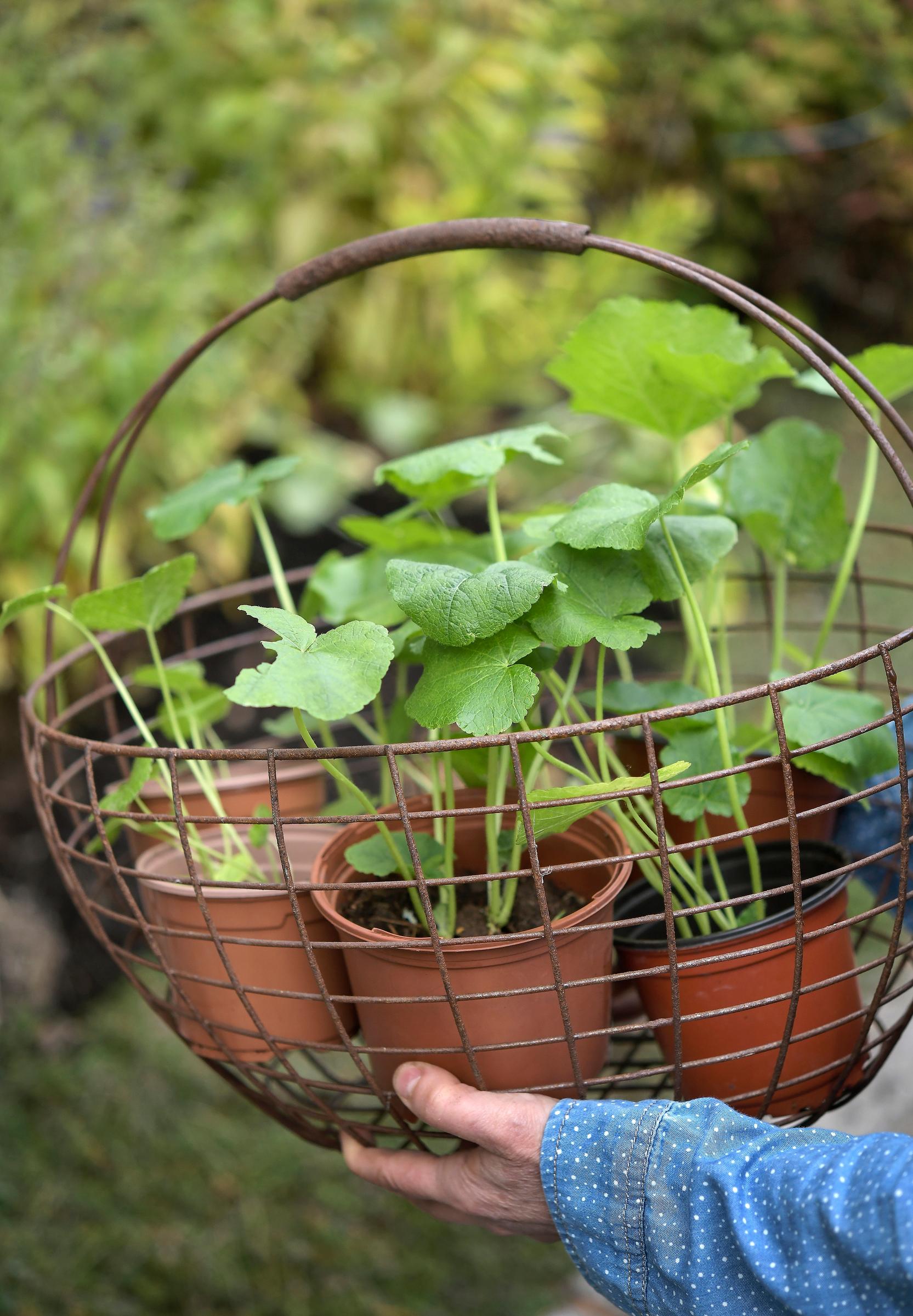 Kaksivuotiset kasvit: tarhasalkoruusun talvikylvettyjä taimia kesäkuun alussa.