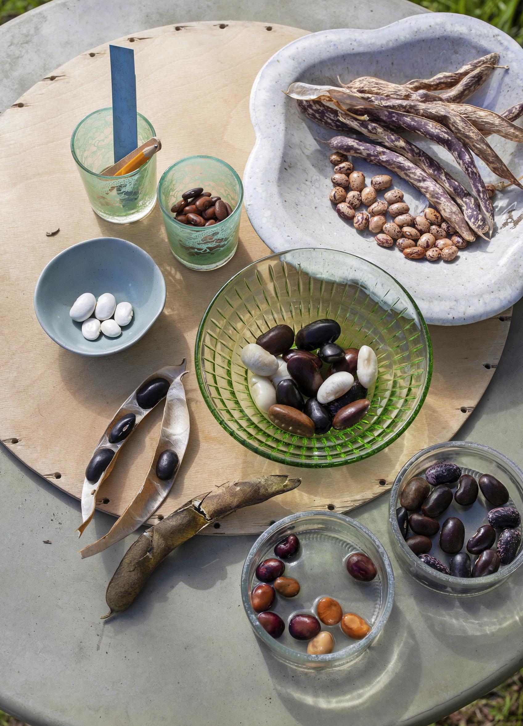 Siementen liotus – ammattilaisen vinkit | Viherpiha