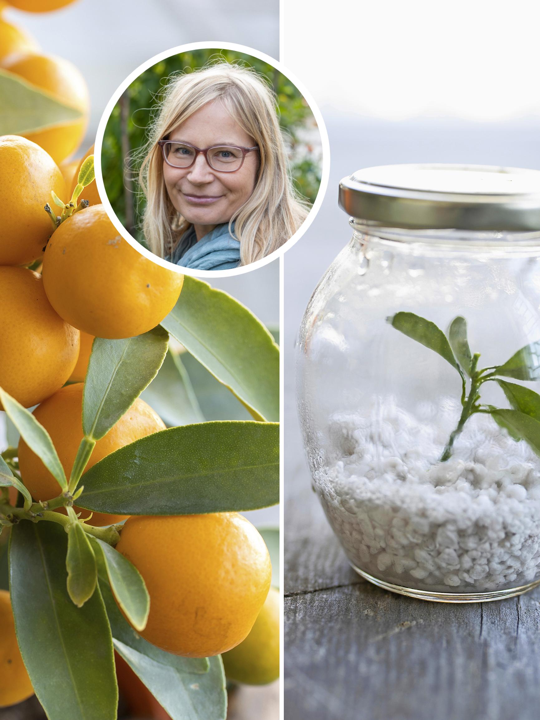 Herättele sitrukset kevääseen ja lisää niitä pistokkaista – poimi hortonomin vinkit sitrusten hoitoon!