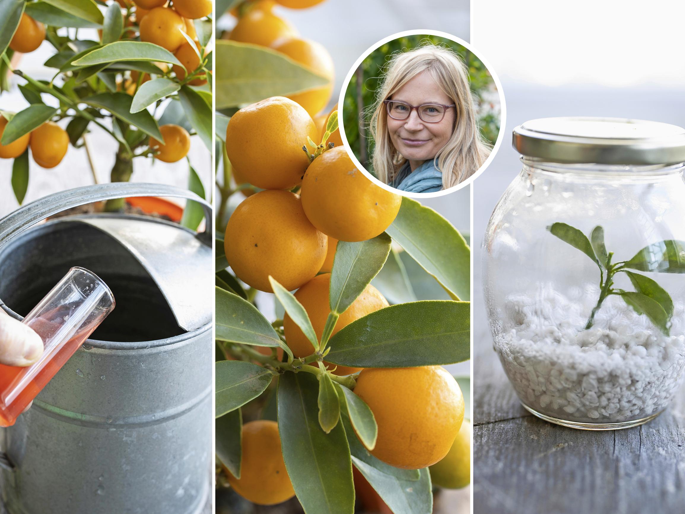 Herättele sitrukset kevääseen ja lisää niitä pistokkaista – poimi hortonomin vinkit sitrusten hoitoon!