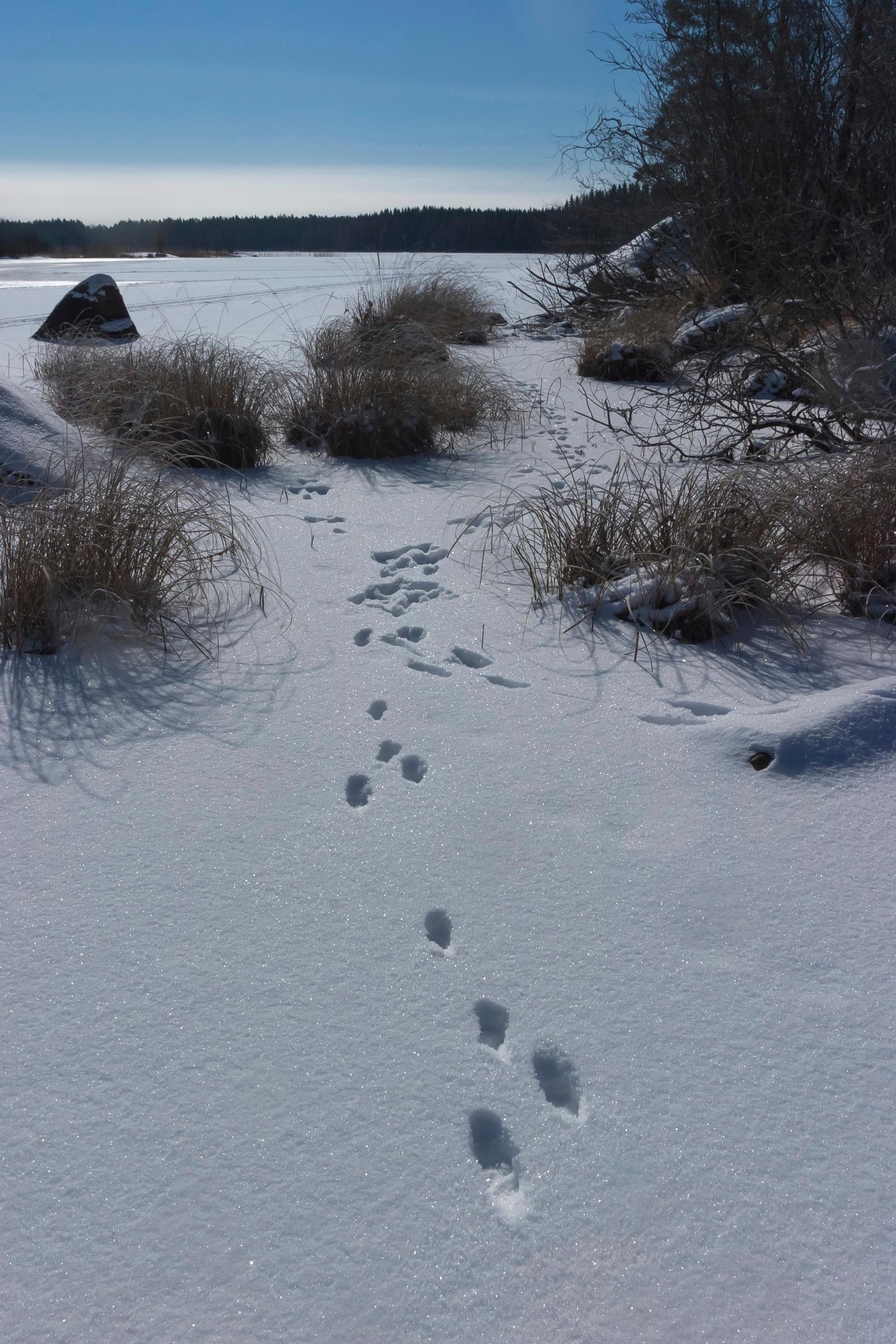 Jäniksen jälkiä lumella