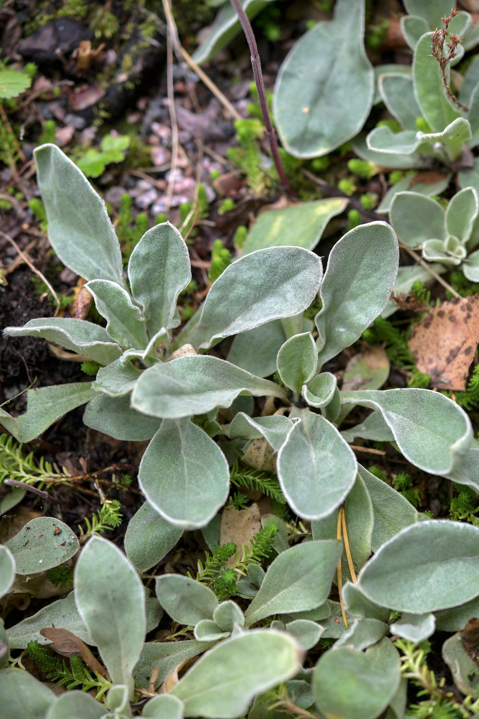 Kaksivuotiset kasvit: harmaakäenkukan lehtiruusukkeita.