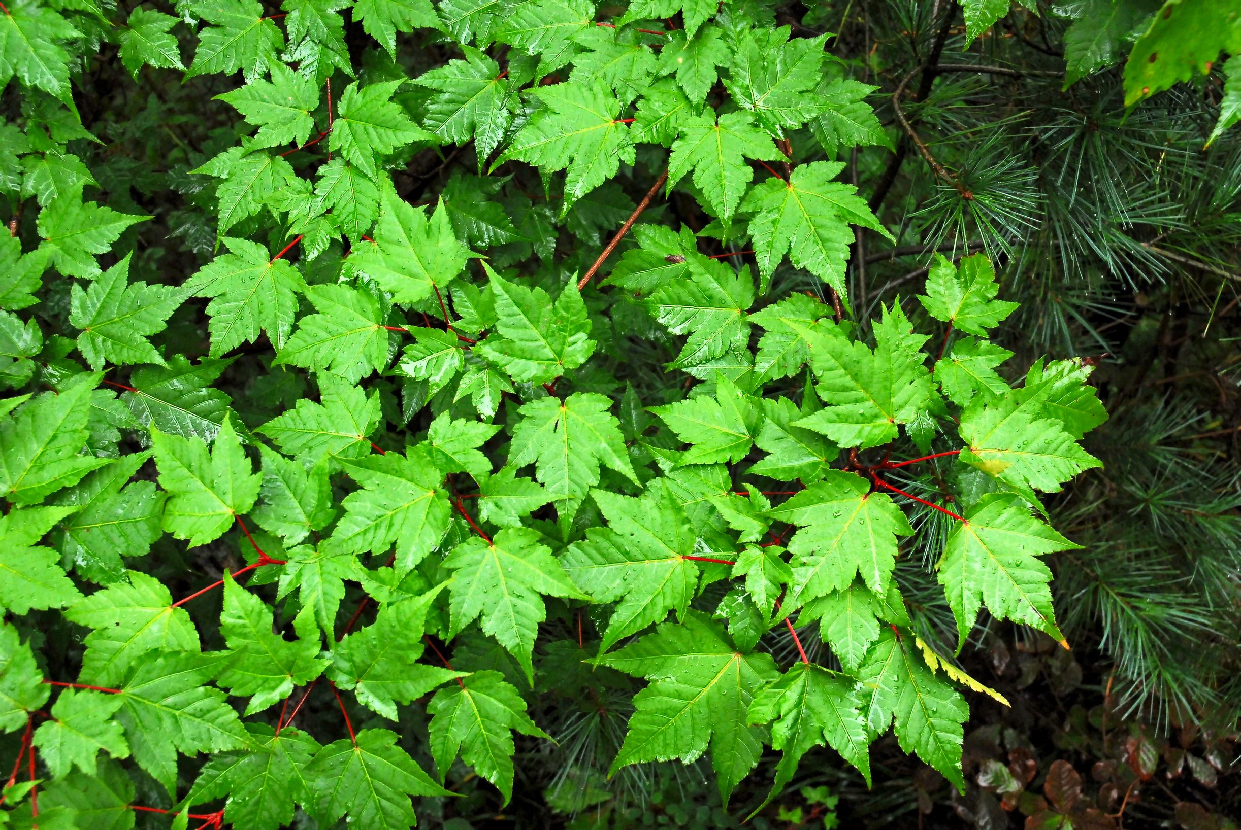 Koreanperhosvaahtera, Acer komarovii