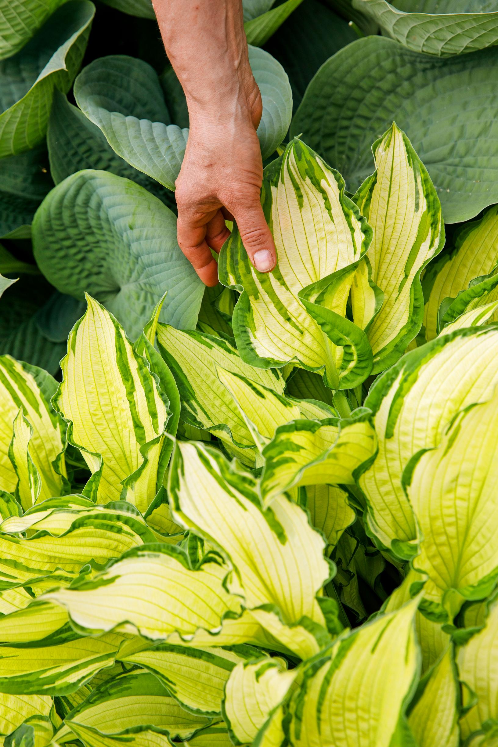 Viherkirjokuunlilja ja tumma sinikuunlilja