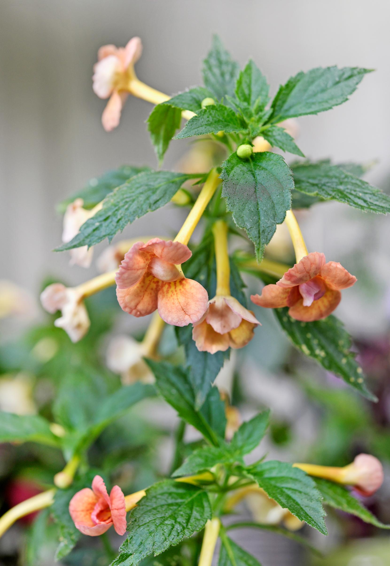 Mustanmerenruusu 'Orange Orchard'