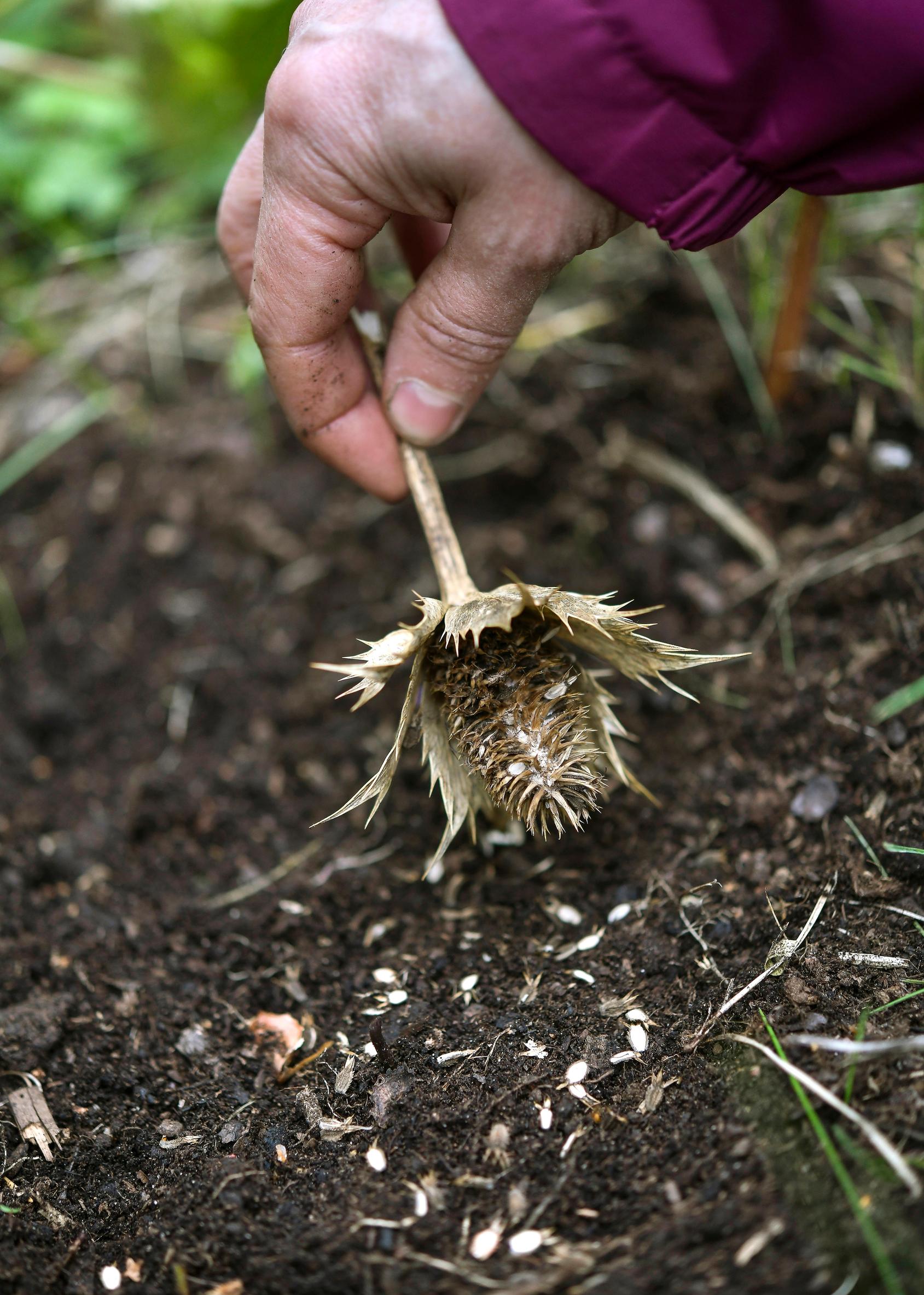 Kaksivuotiset kasvit: hohtopiikkiputki.