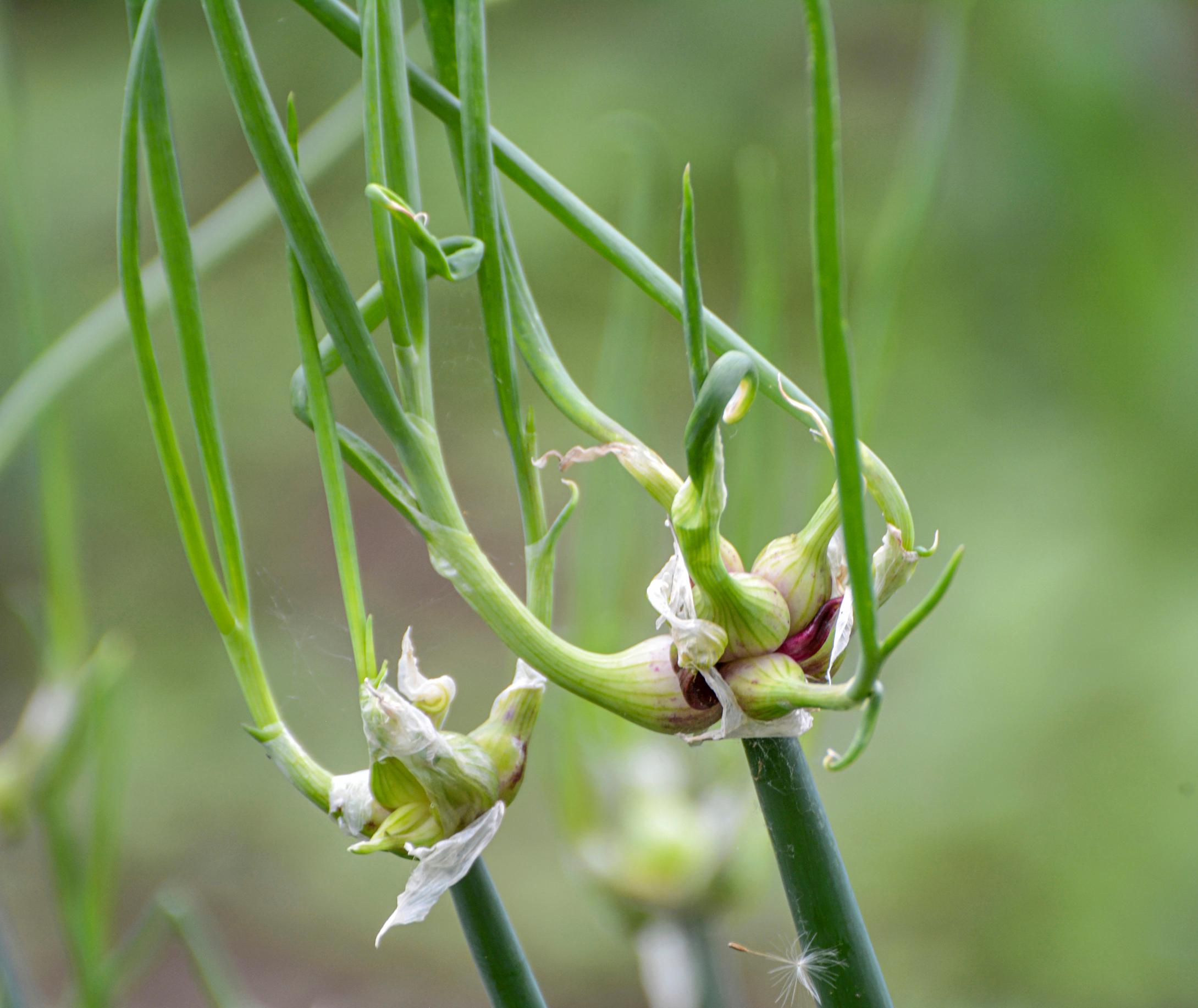 Ilmasipulin kasvatus