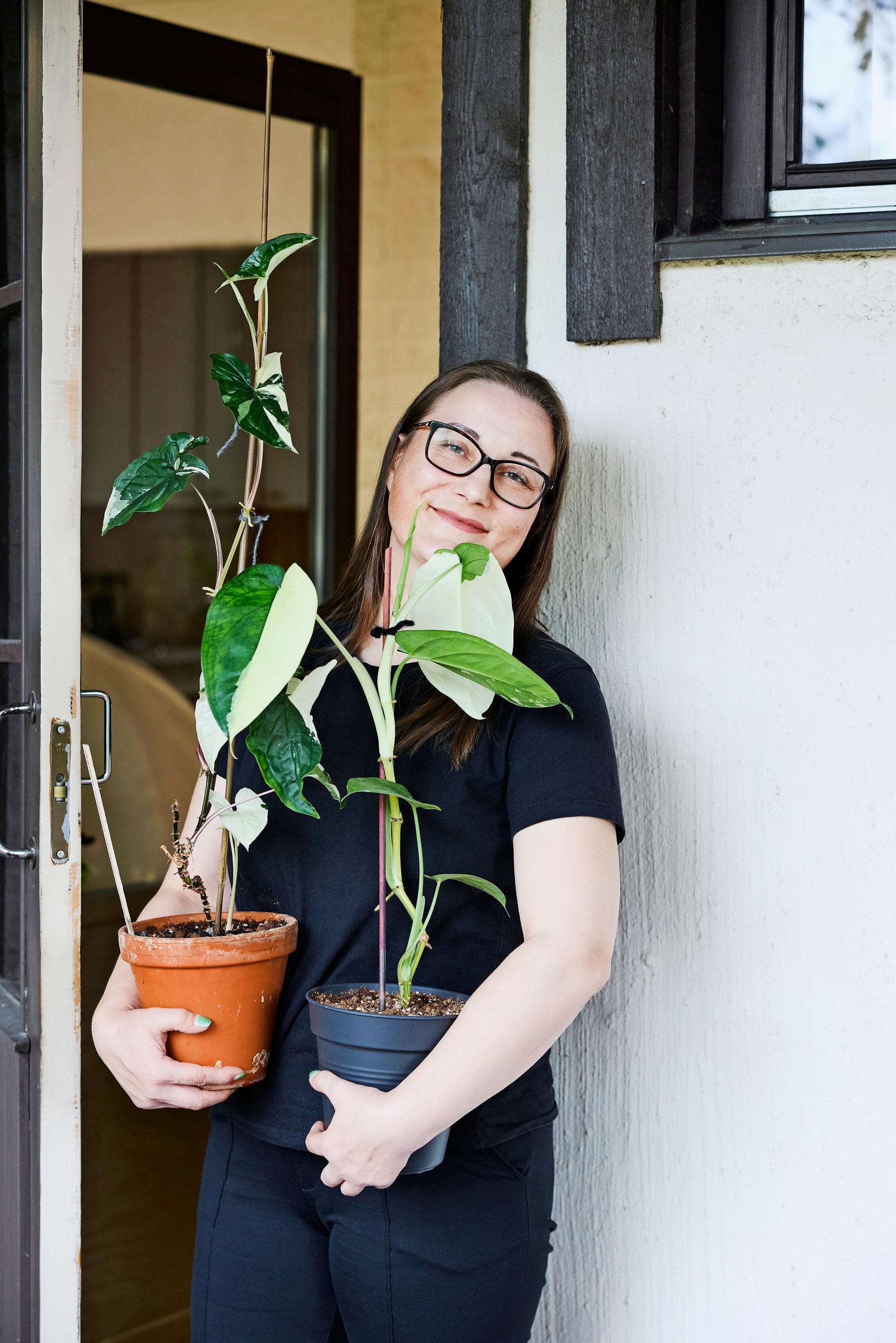 Muulinkorva eli muulinkultakorva