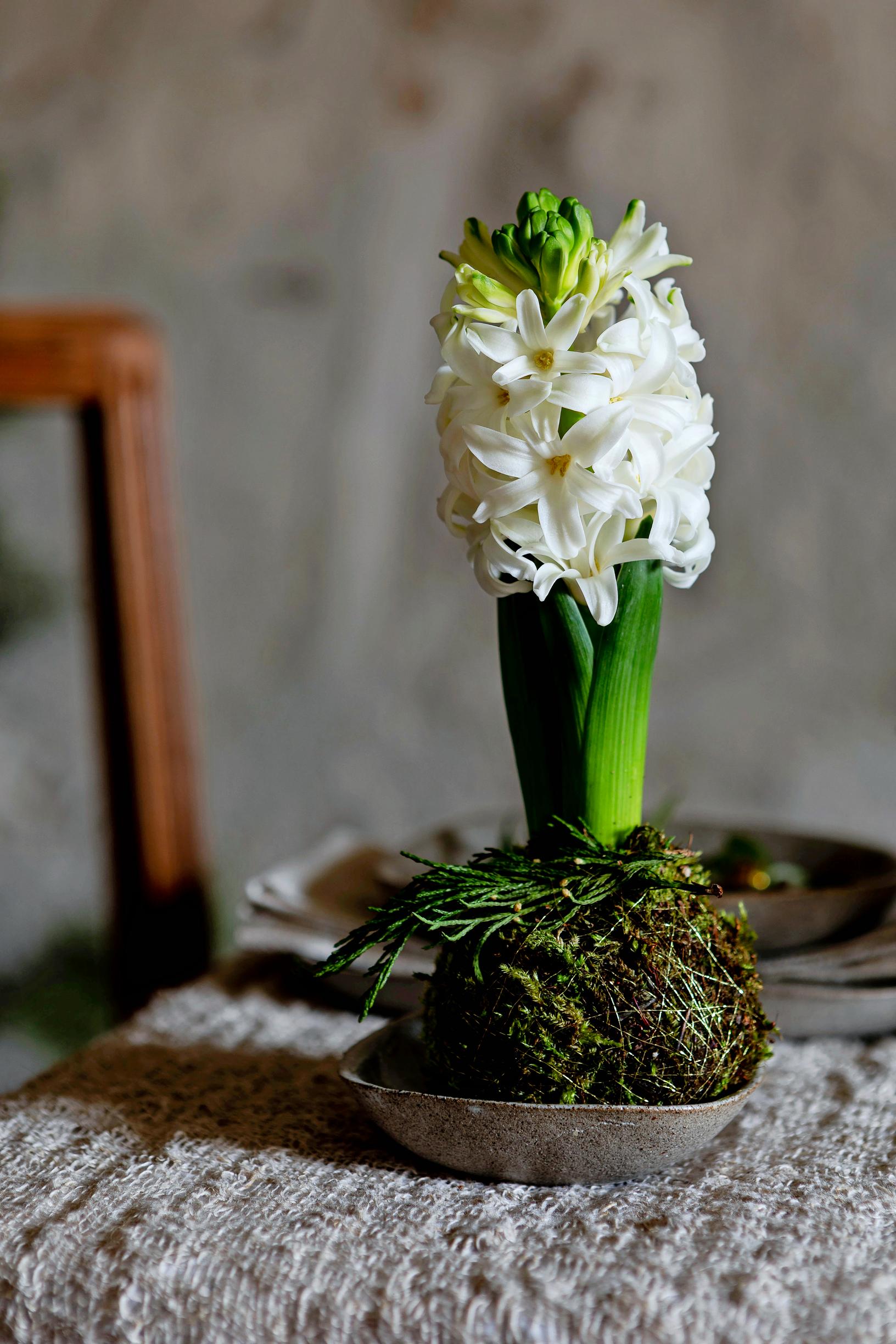 Joulukukkien hoito: hyasintti-kokedama