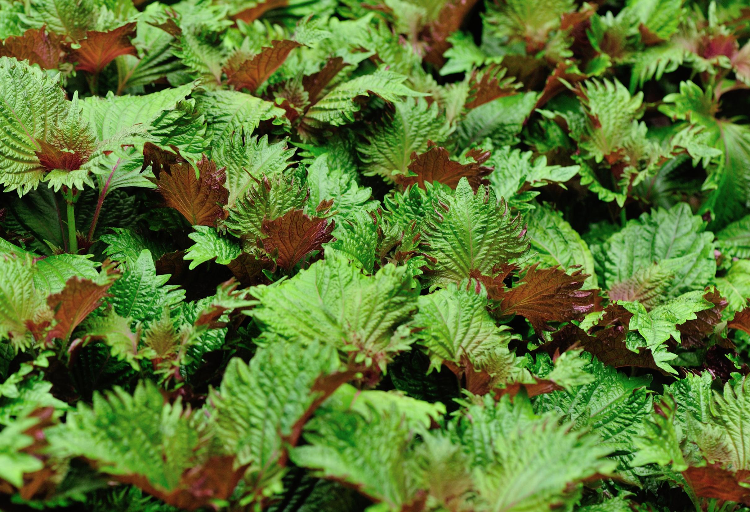 Veripeippi eli perilla