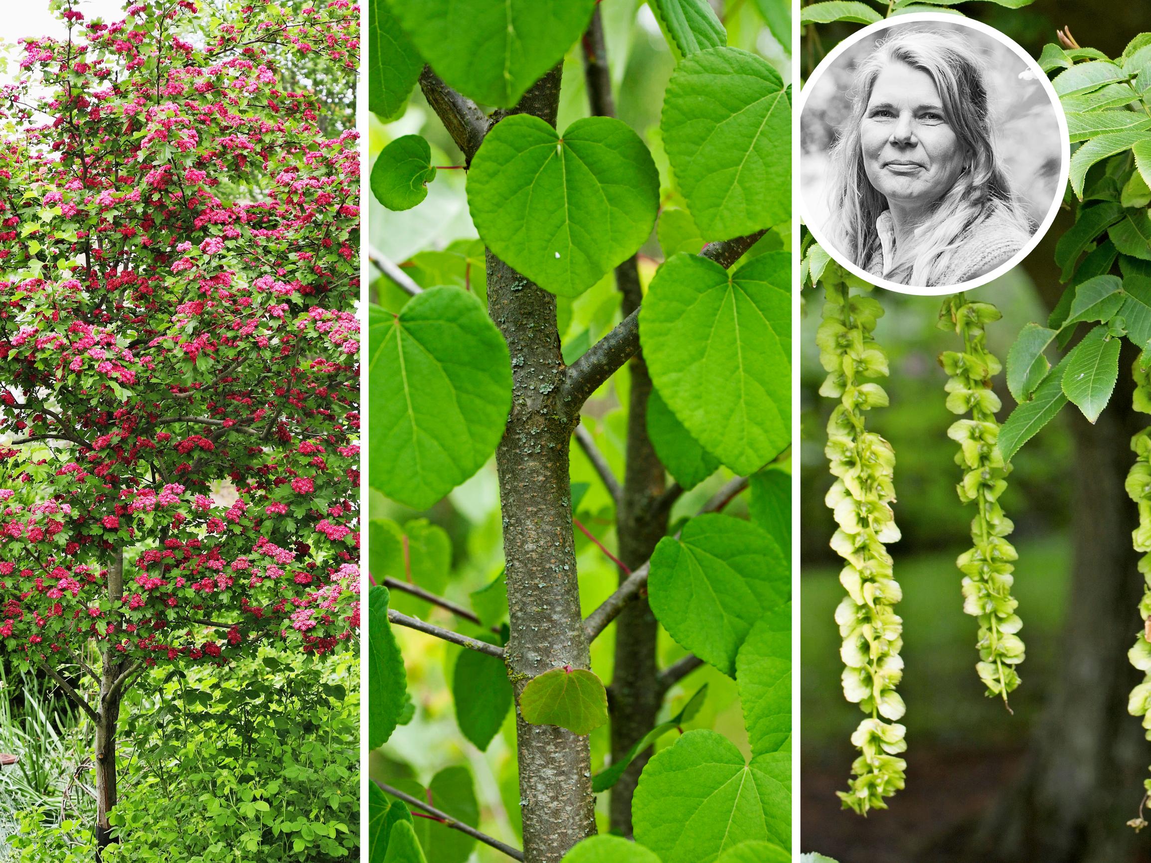 Puutarhavalokuvaaja esittelee pihansa 9 parasta puuta: ”Muuttuu alkukesästä tummanpunaiseksi kukkapilveksi” 