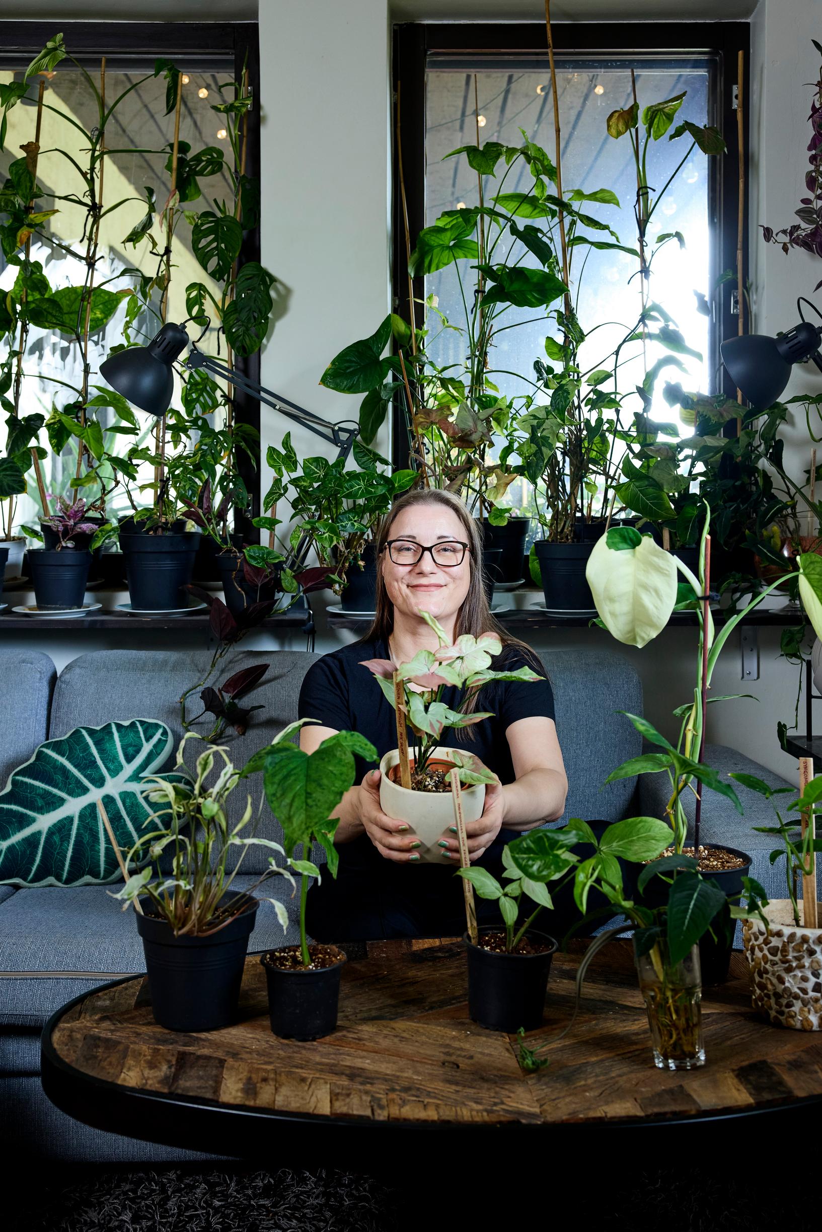 Muulinkorva eli muulinkultakorva