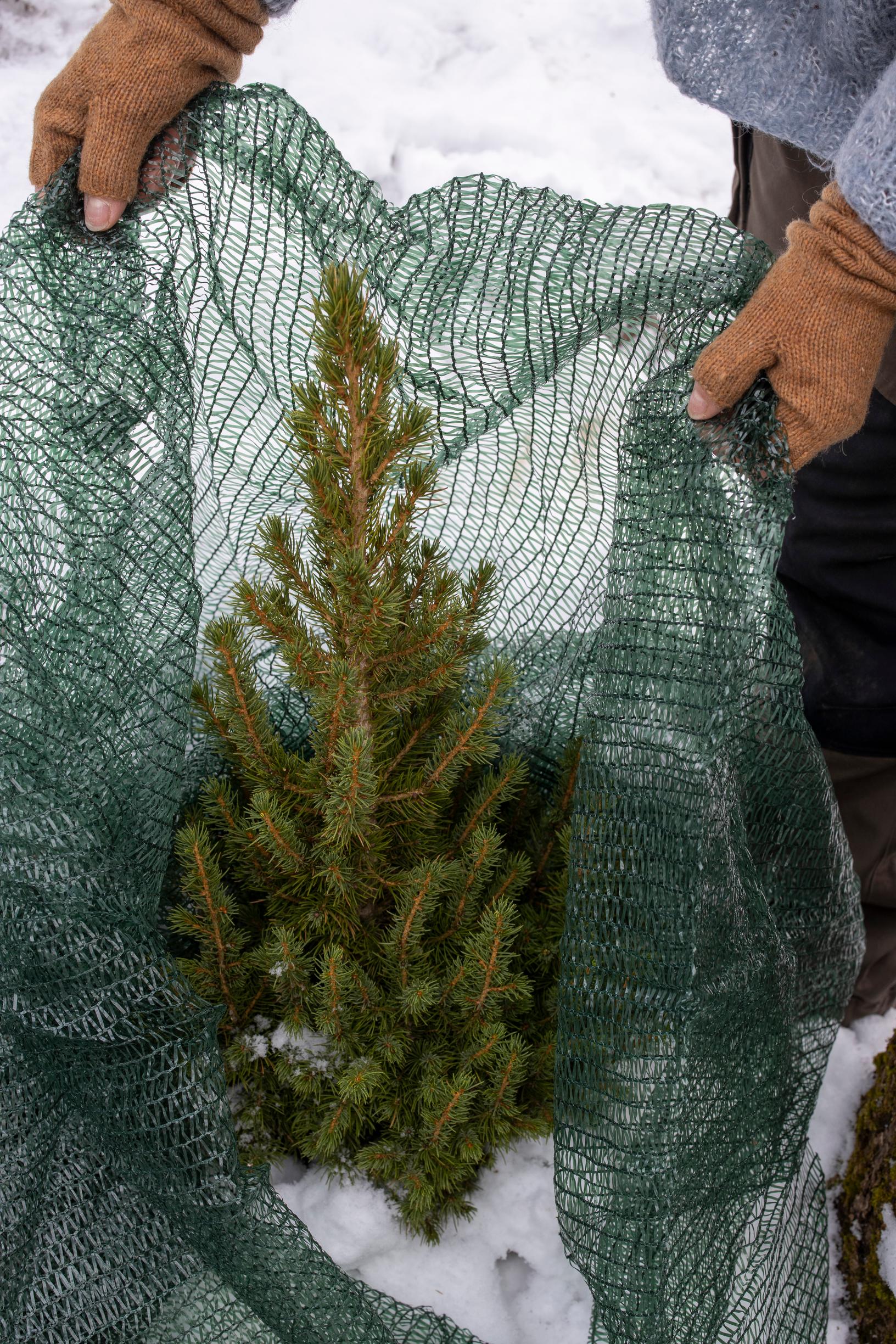 ikivihreiden kasvien suojaus