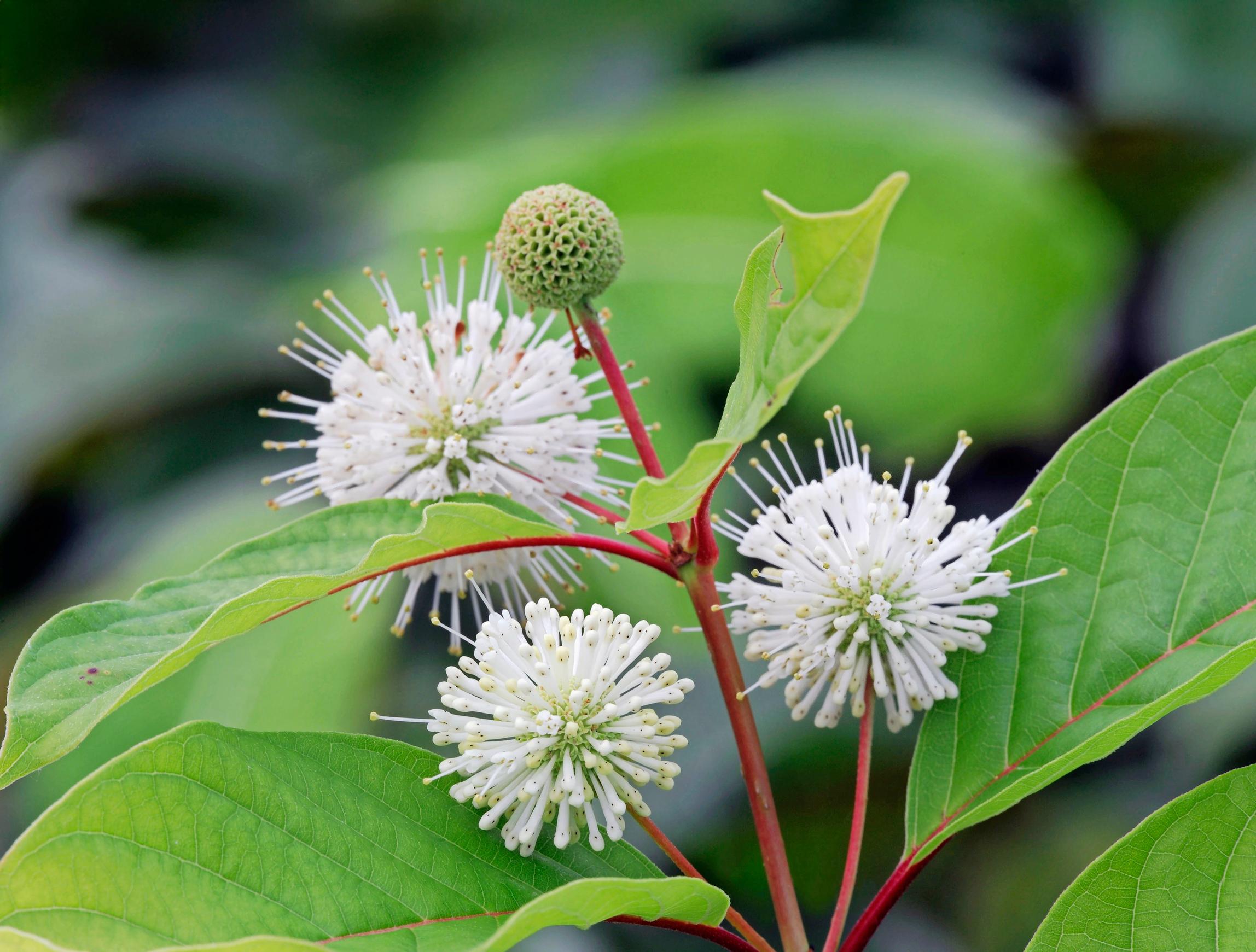 Keräpensas, Cephalanthus occidentalis