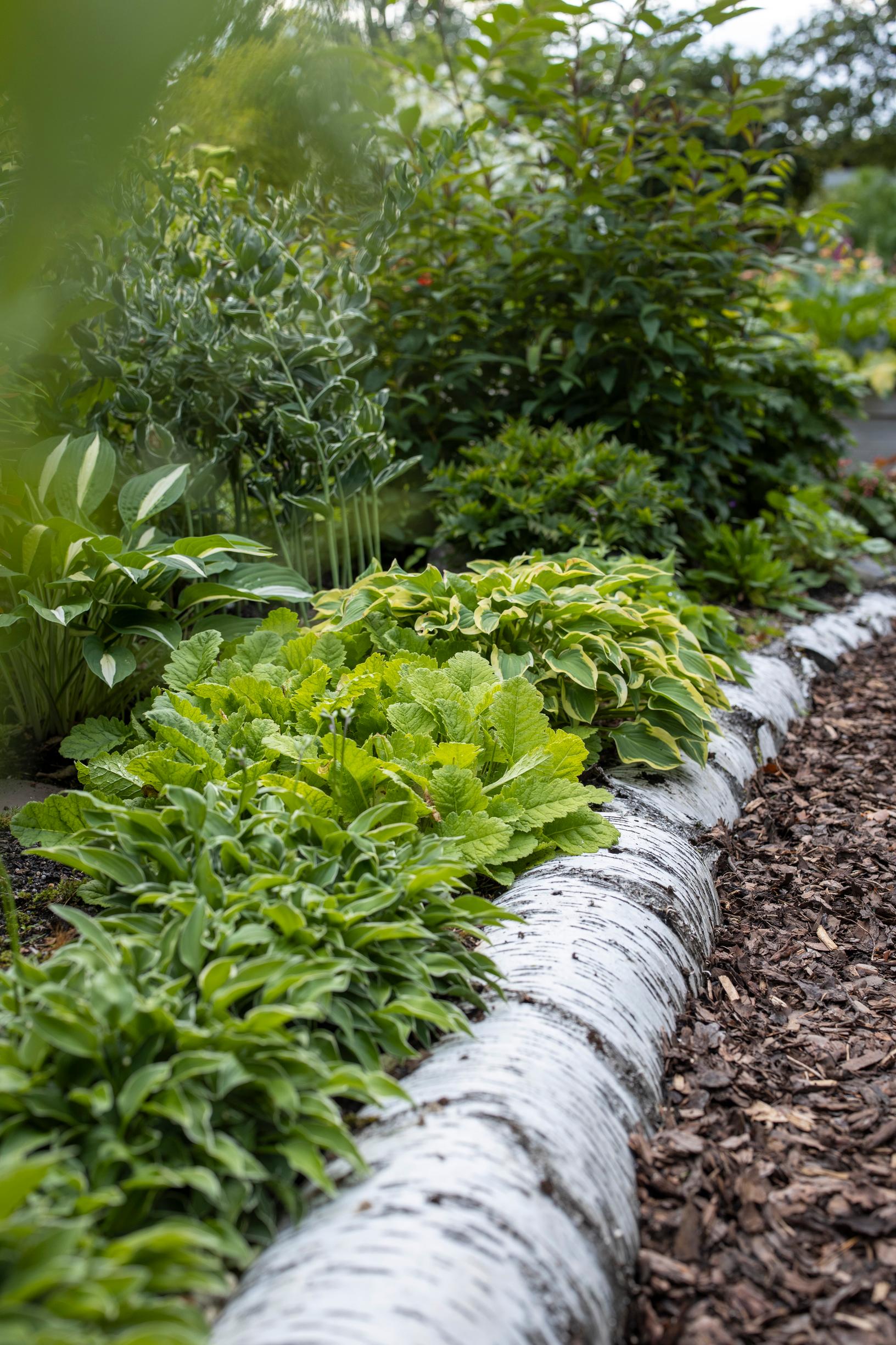 Koivupöllin reunustamassa penkissä ovat kuunlilja ’Allan P McConnell’, luhta­esikko sekä kuunliljat ’Heart Leaf’ ja ’Risky Business'