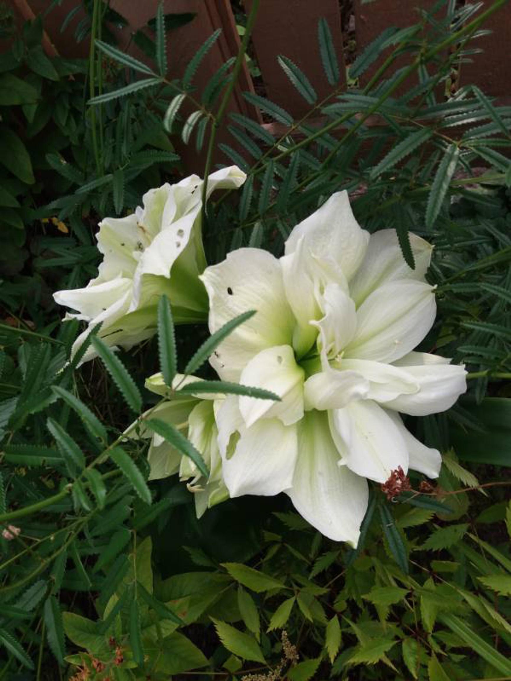 Amaryllis kukkapenkissä