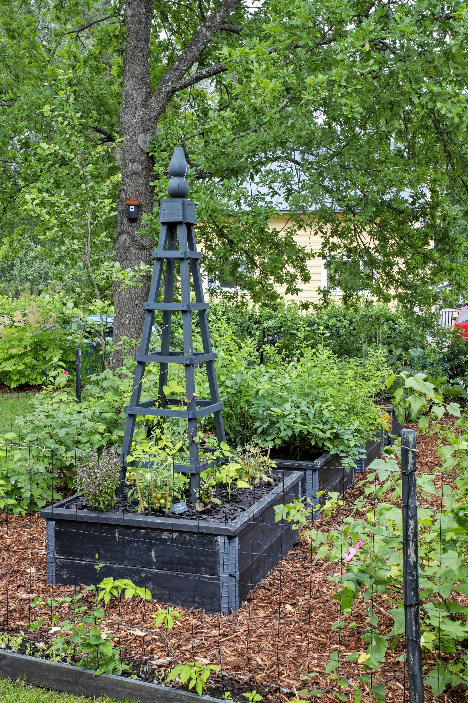 musta lavakaulus, köynnöstuki