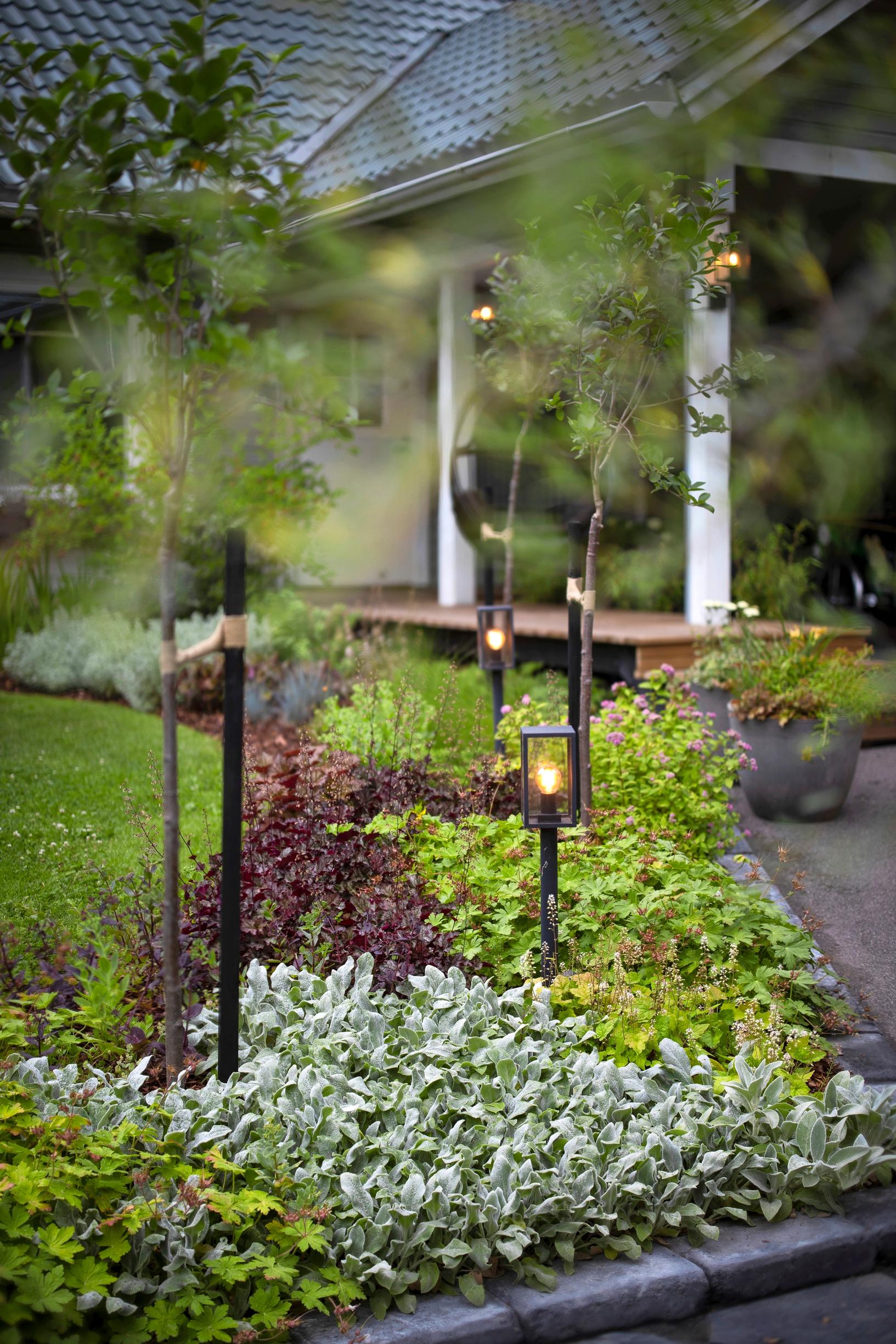 Erivärisiä maanpeiteperennoja ja pihavaloja istutusalueella