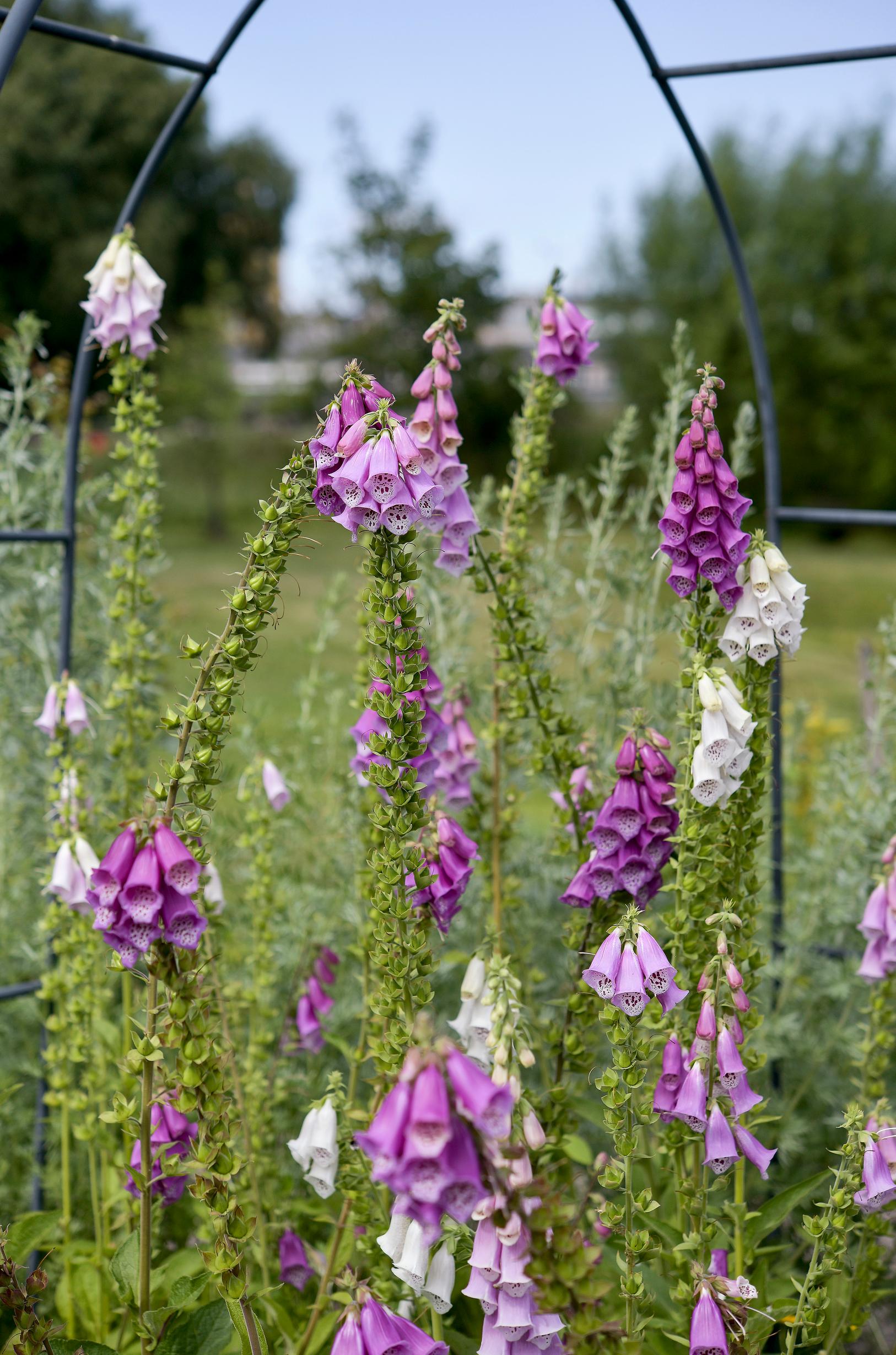Kaksivuotiset kasvit: rohtosormustinkukka.