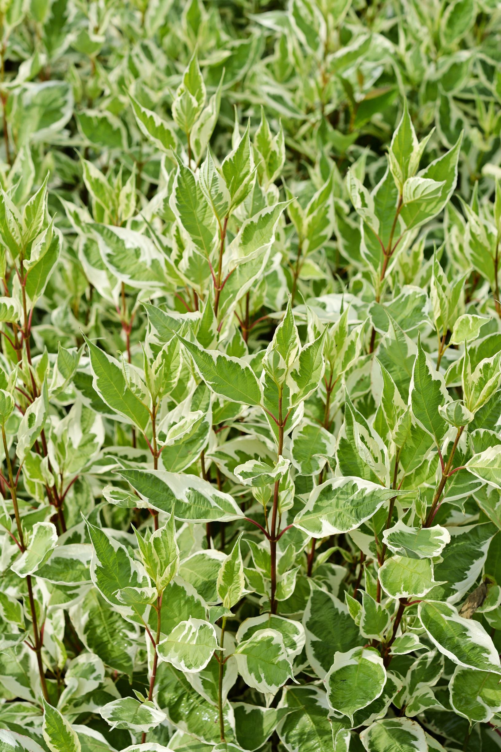 Valkokirjokanukka Ivory Halo