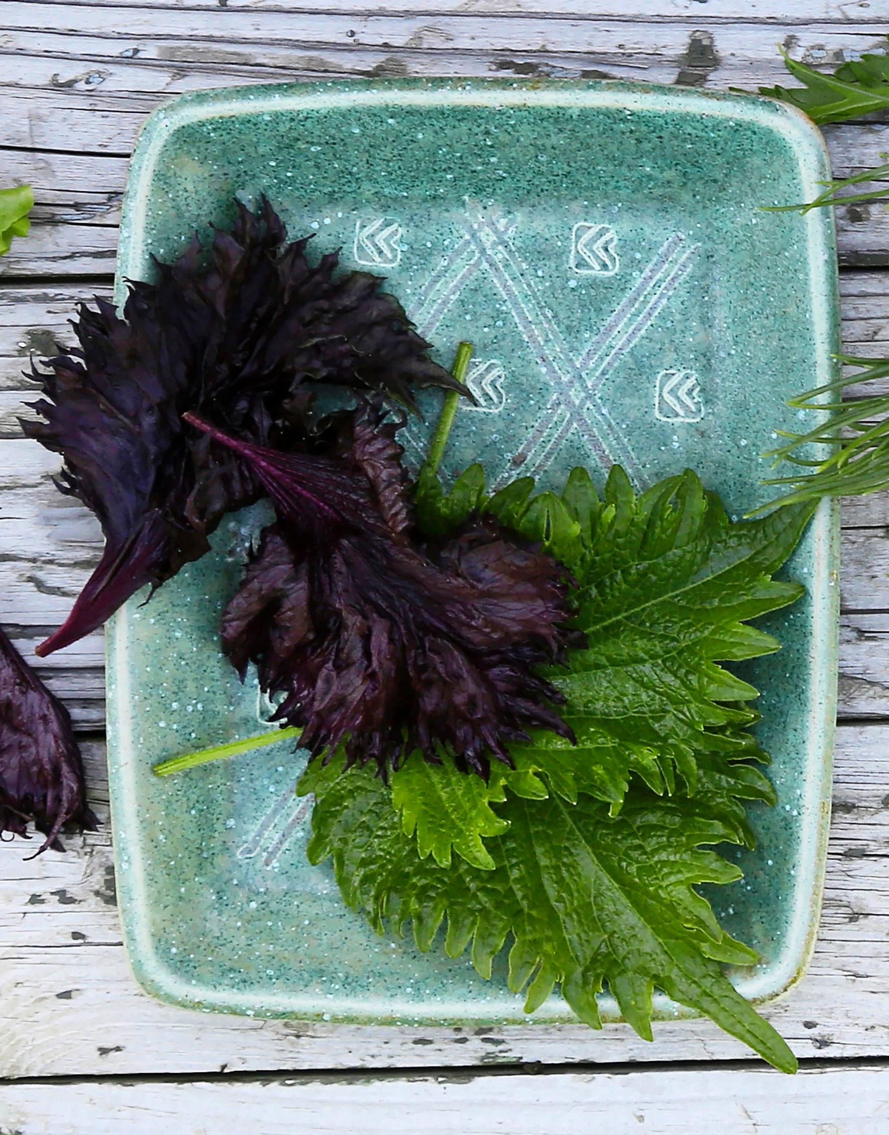 Veripeipin vihreitä ja violetteja lehtiä