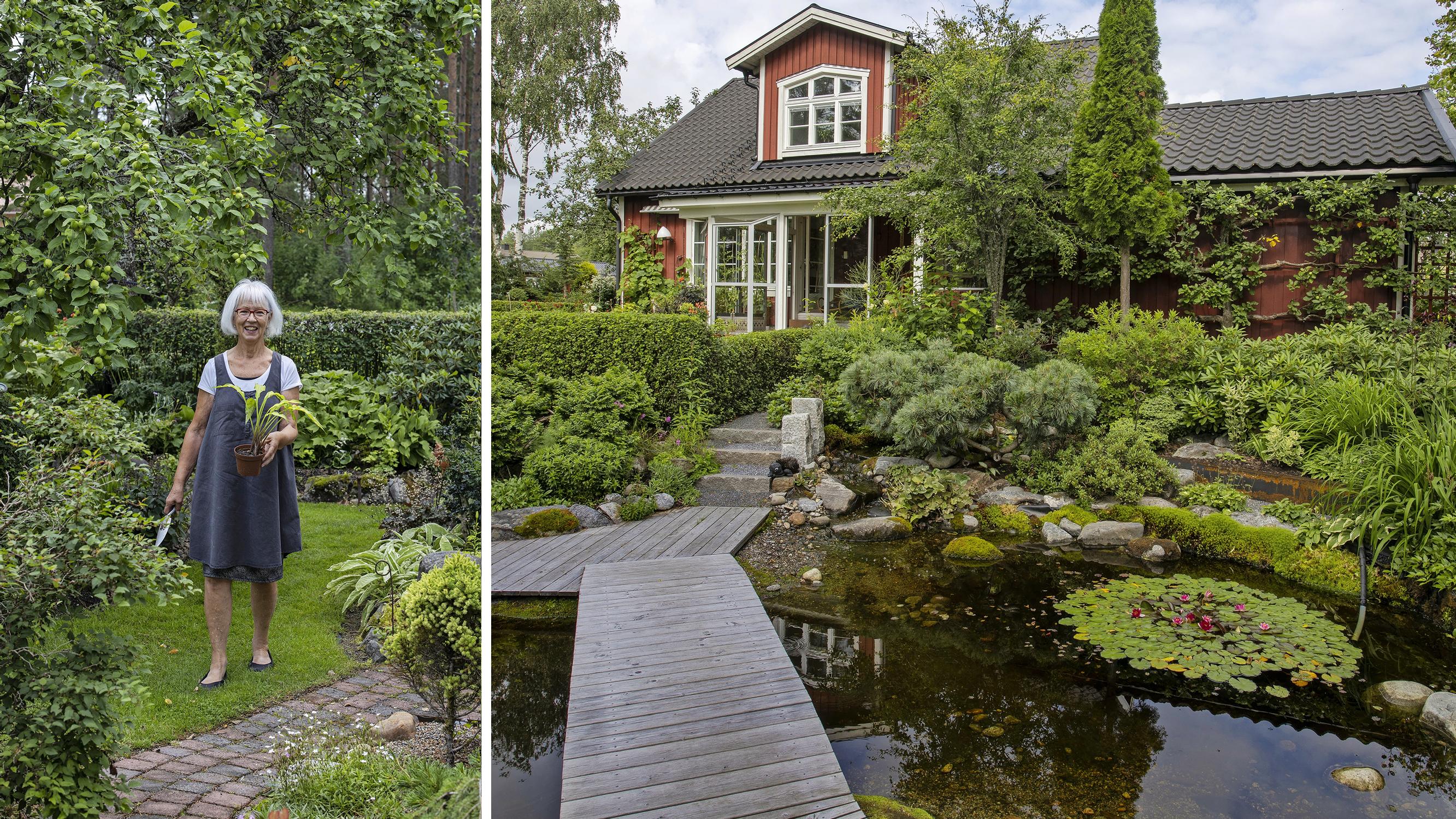 80-vuotias Barbro uskoo, että puutarhanhoito pitää hyvässä kunnossa ja että jännittäviä kasveja kannattaa kokeilla: ”Minulla on yhä pitkä toivelista lajeja”