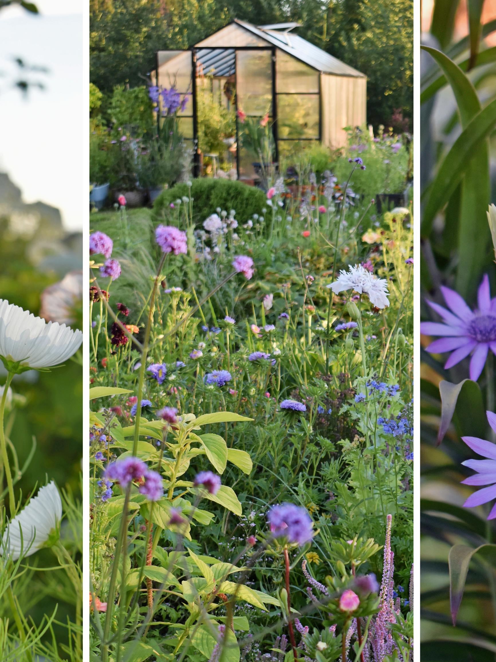 Tiukka savi selätetty! Paula perusti läpi kesän kukkivan keitaan kookkaisiin kerroksellisiin kohopenkkeihin