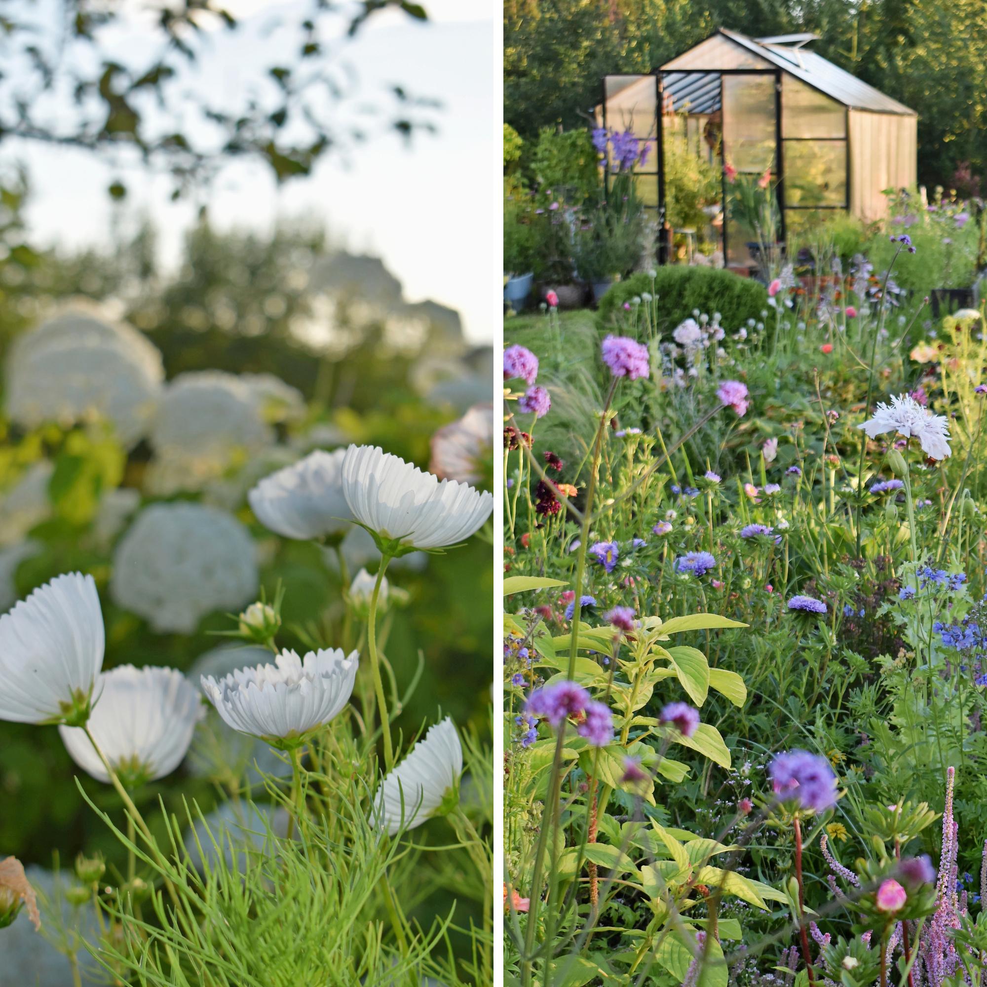 Tiukka savi selätetty! Paula perusti läpi kesän kukkivan keitaan kookkaisiin kerroksellisiin kohopenkkeihin