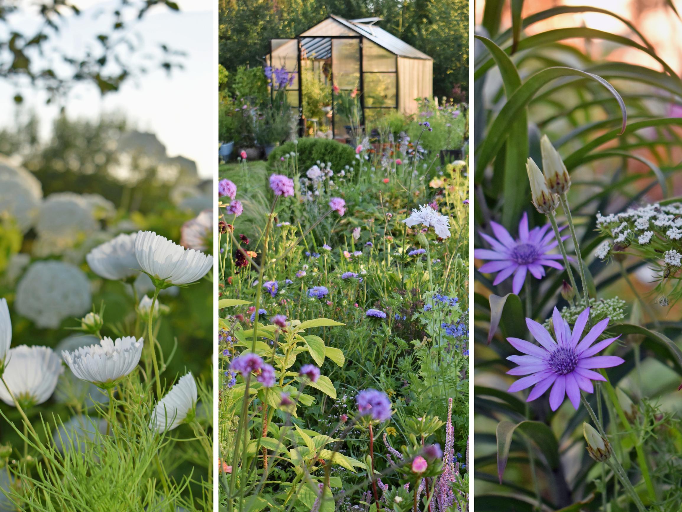 Tiukka savi selätetty! Paula perusti läpi kesän kukkivan keitaan kookkaisiin kerroksellisiin kohopenkkeihin