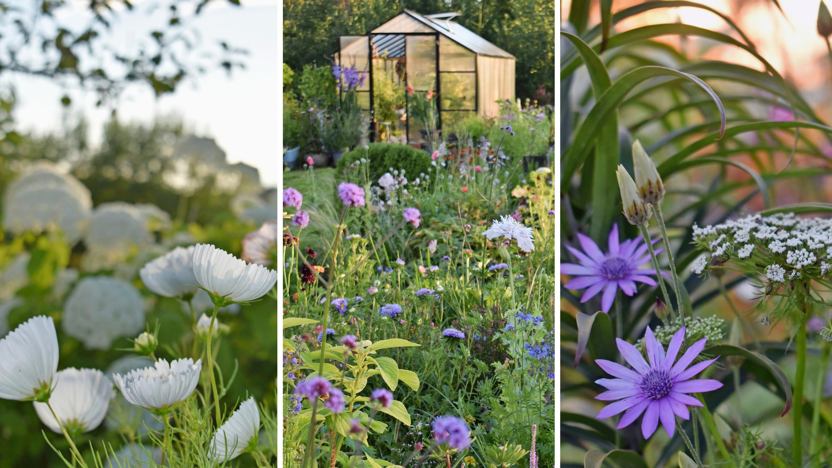 Tiukka savi selätetty! Paula perusti läpi kesän kukkivan keitaan kookkaisiin kerroksellisiin kohopenkkeihin