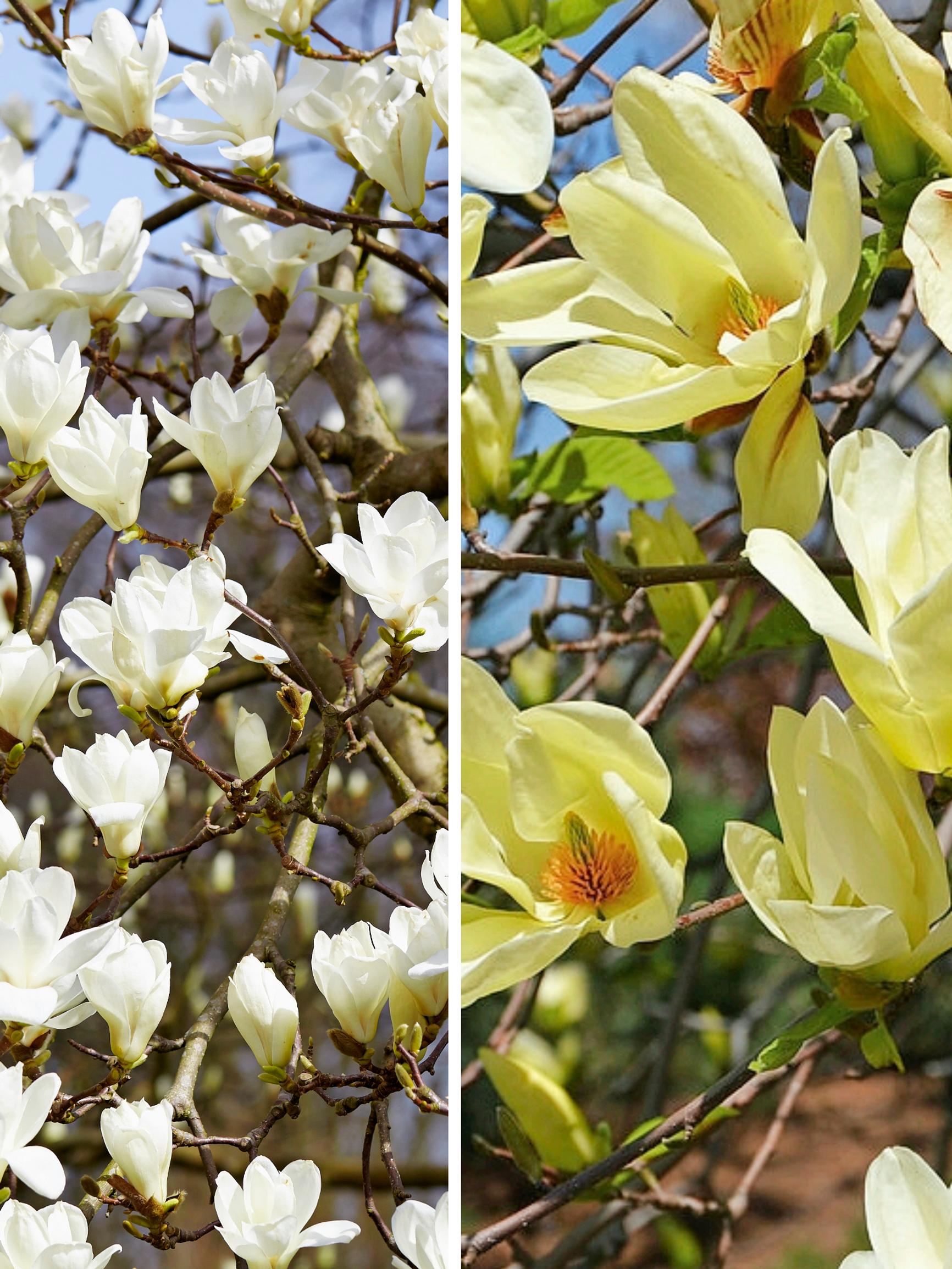 Magnoliahuumaa! Keväthalloja sietävä ’Randy’, ruukussa kukoistava ’Black Tulip’ + 4 muuta upeasti kukkivaa magnoliaa