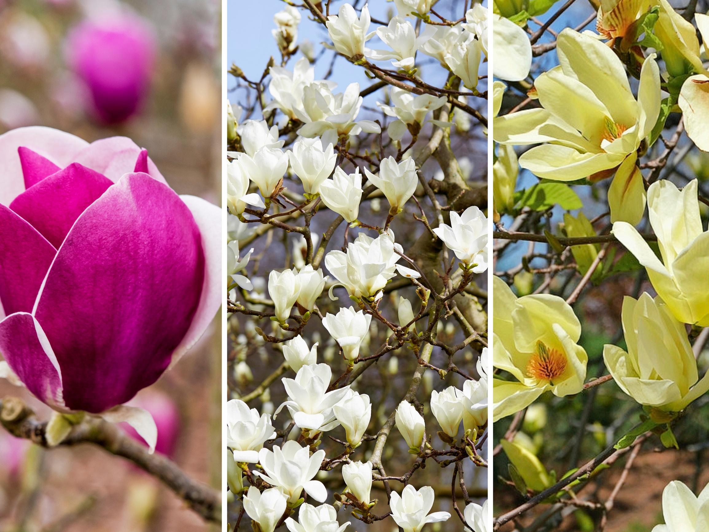Magnoliahuumaa! Keväthalloja sietävä ’Randy’, ruukussa kukoistava ’Black Tulip’ + 4 muuta upeasti kukkivaa magnoliaa