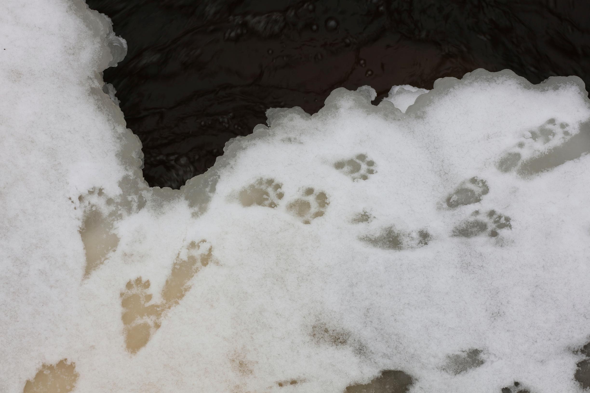 Saukko on tepastellut jään reunalla.