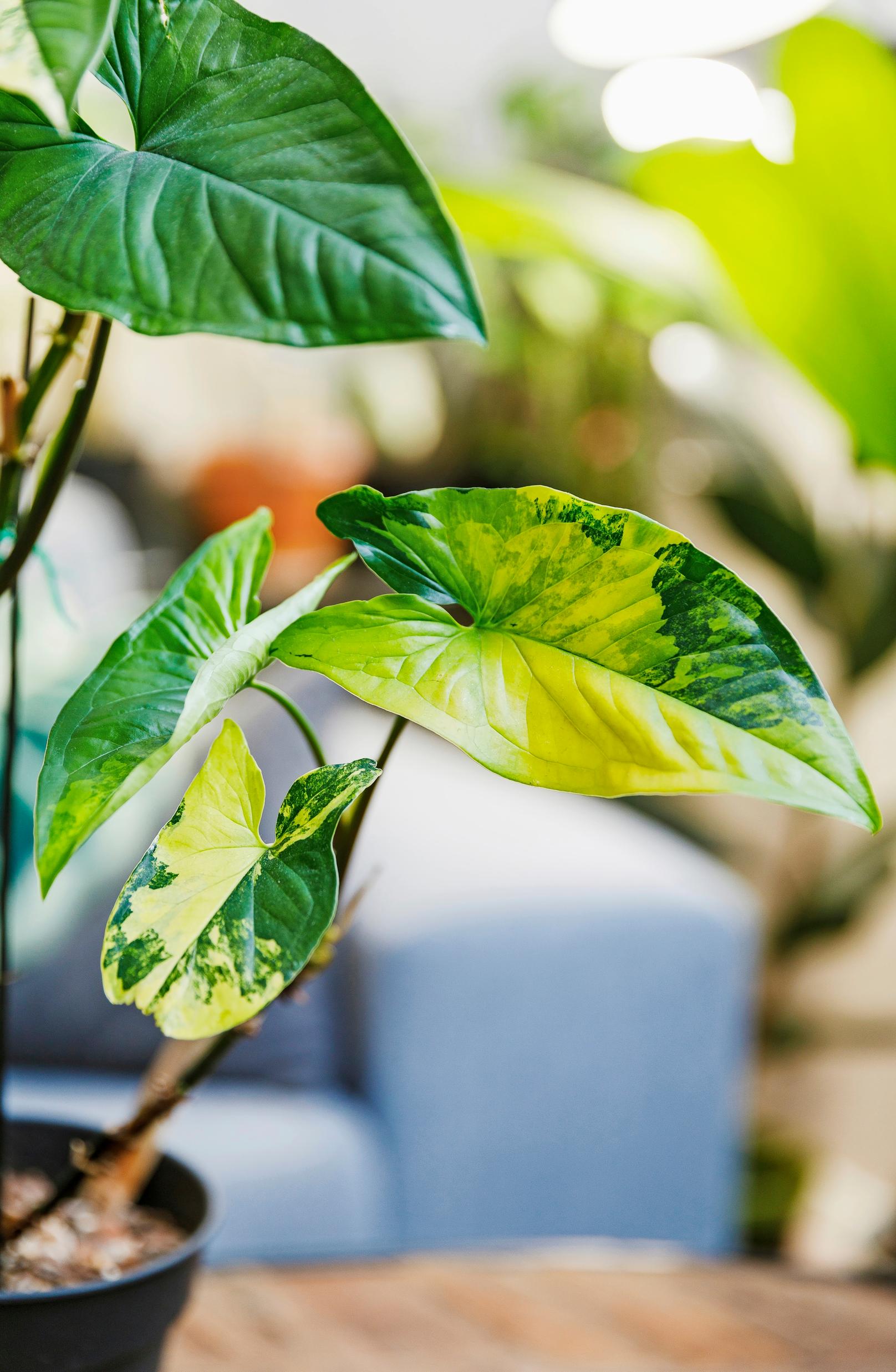 Muulinkultakorva ’Aurea’