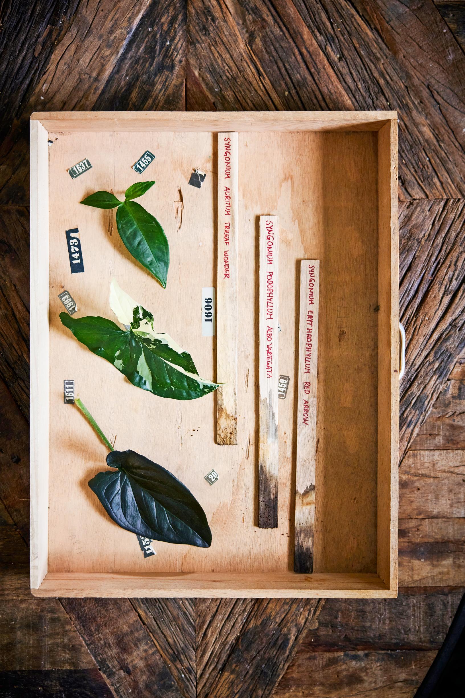 Muulinkorva eli muulinkultakorva