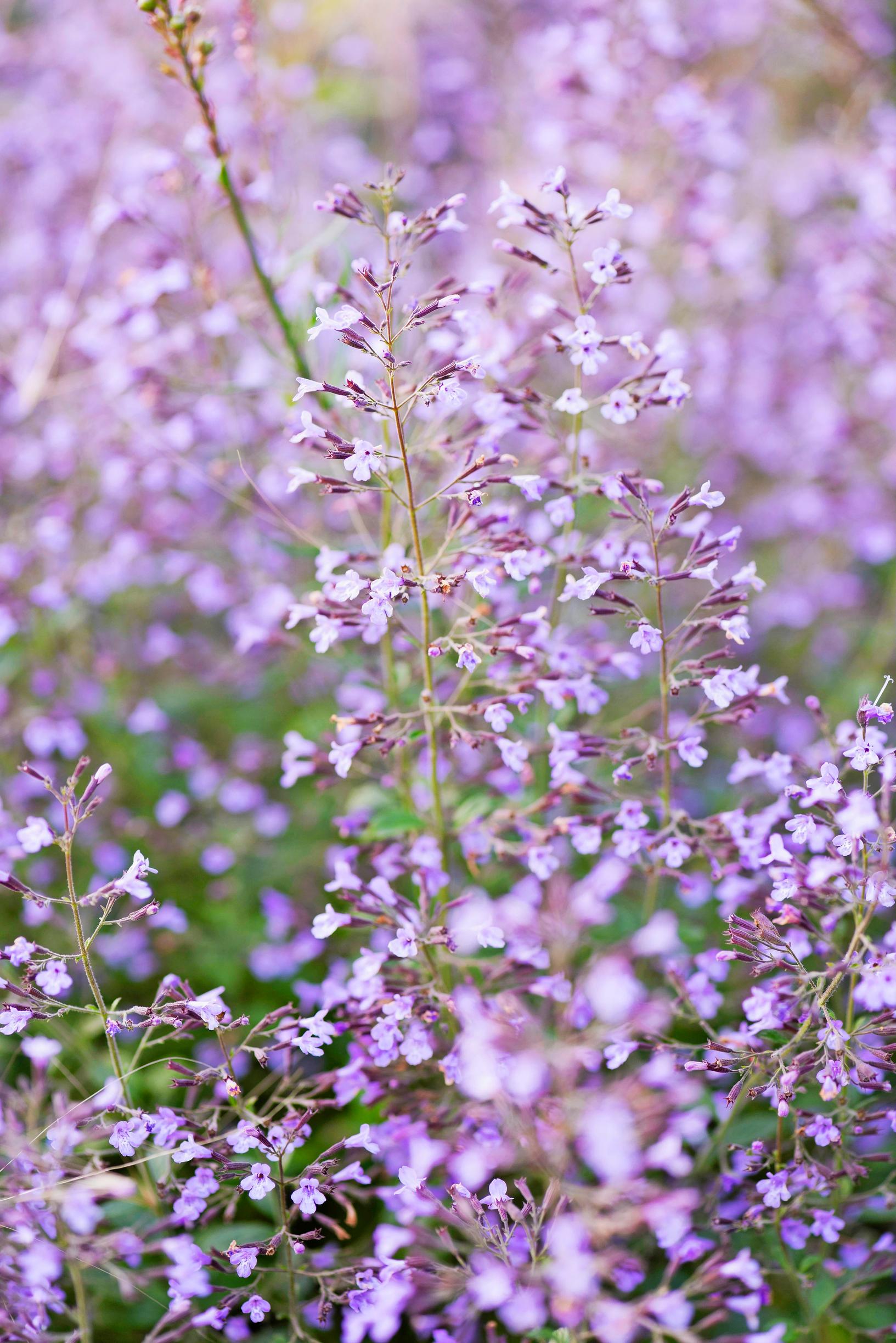 kivikkokäenminttu 'Blue Cloud' Calamintha nepeta subsp. nepeta 'Blue Cloud'