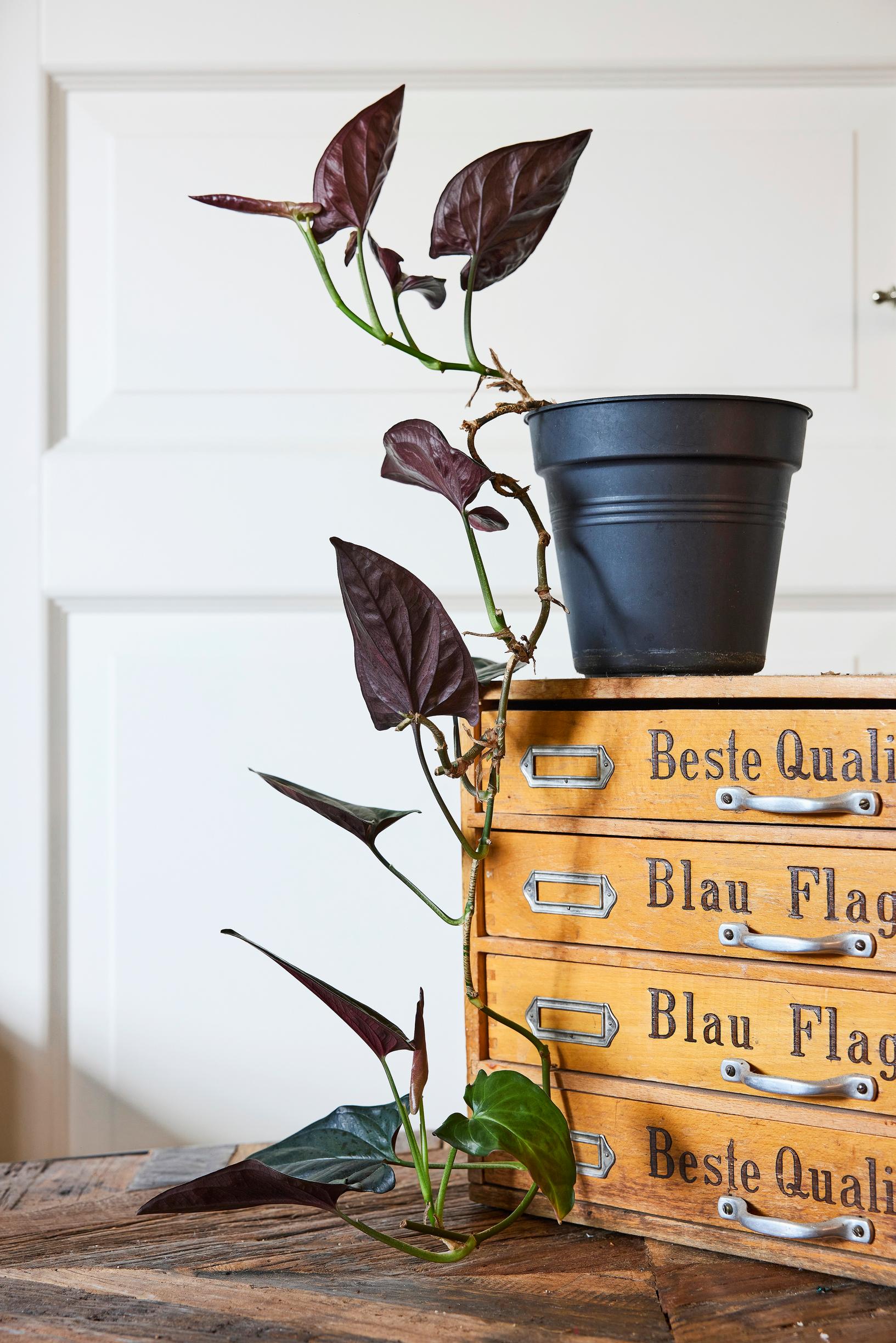 Kultakorva ’Red Arrow’