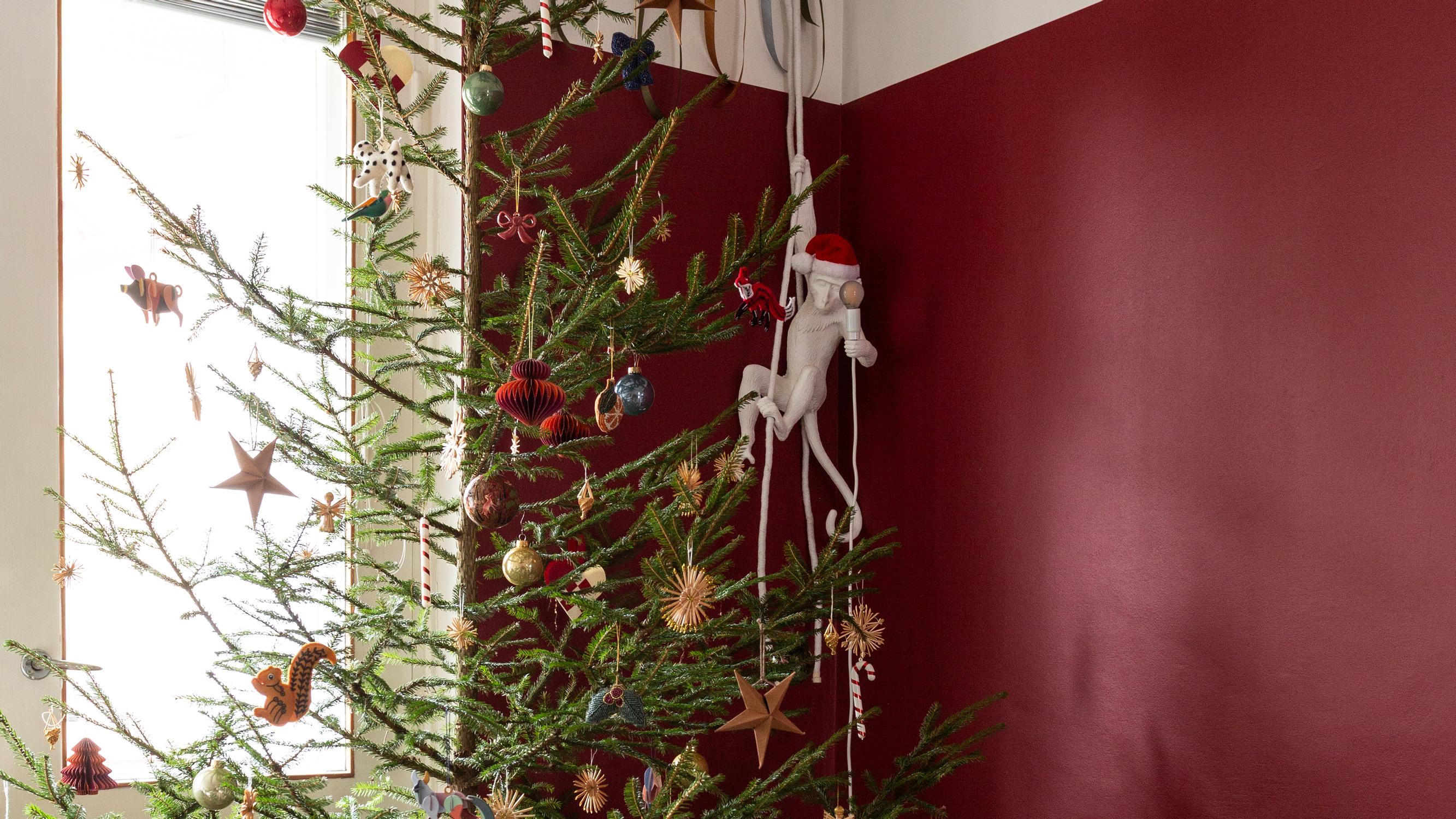 Maailmalla ihastellaan nyt ”laihdutuslääkekuusia”, jotka ovat suomalaisille tuttuakin tutumpia