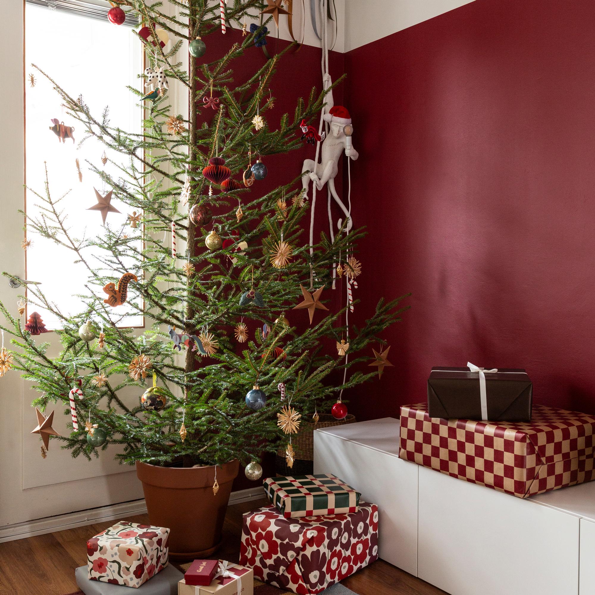 Maailmalla ihastellaan nyt ”laihdutuslääkekuusia”, jotka ovat suomalaisille tuttuakin tutumpia