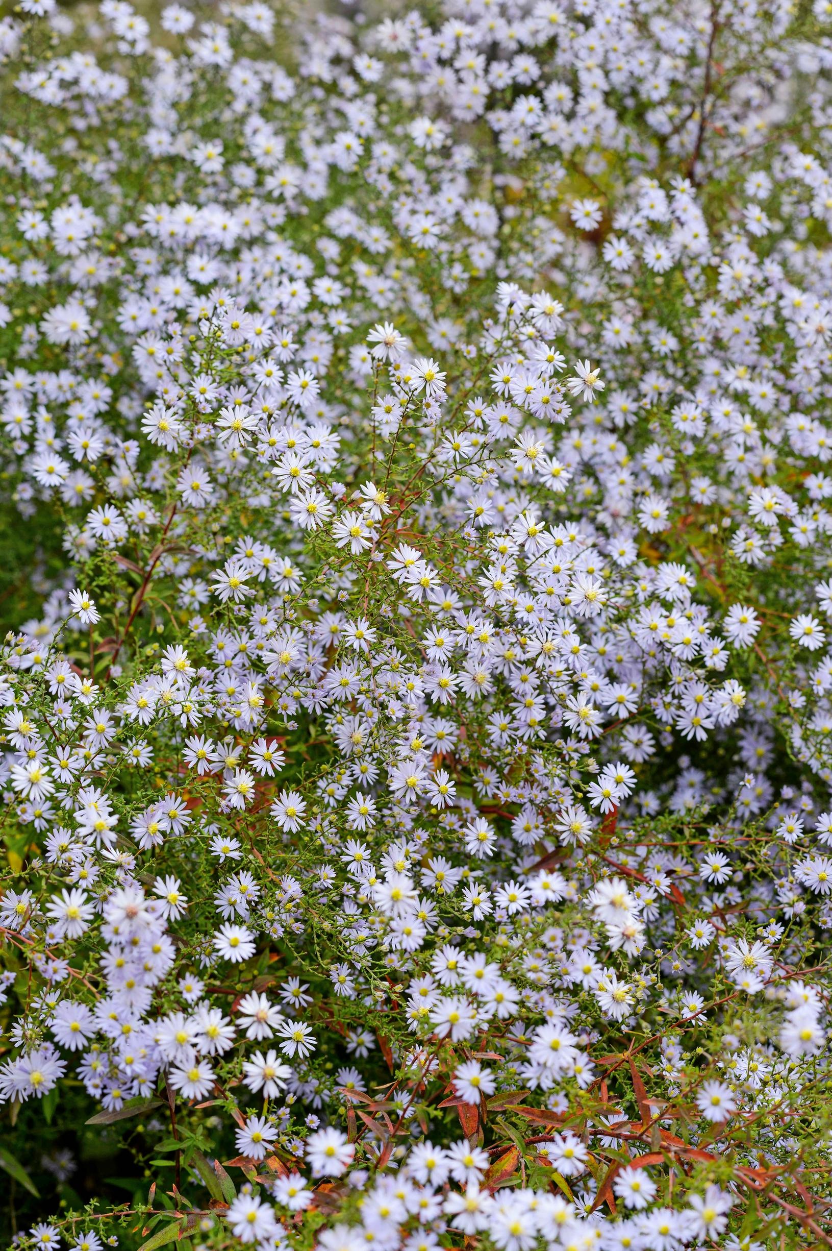 Symphyotrichum 'Photograph' hertta-asteri