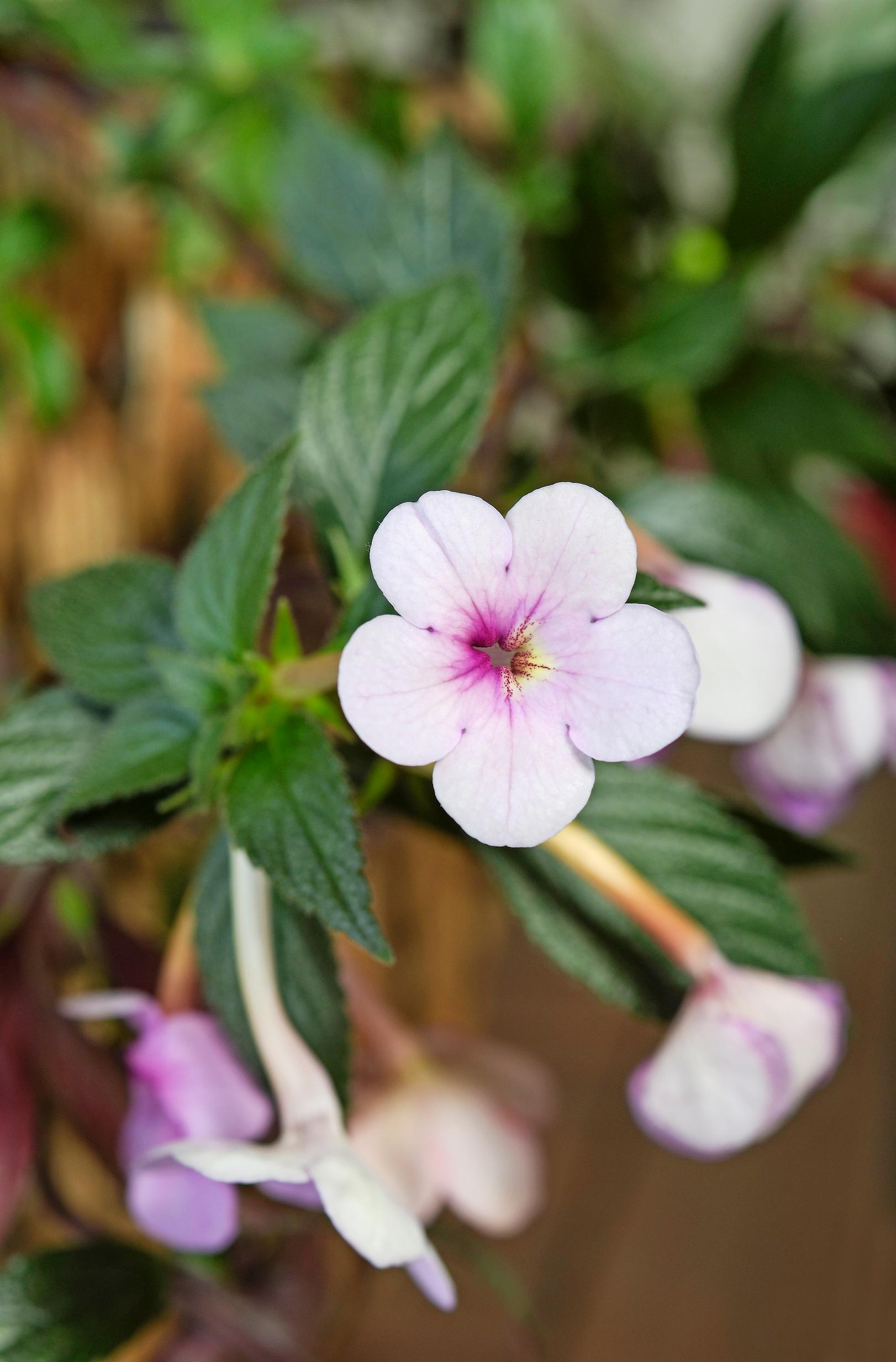 Mustanmerenruusu 'Dot'