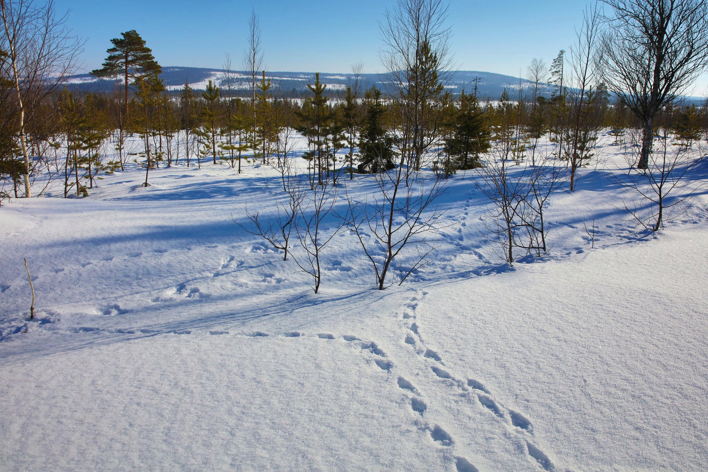 Riekon jäljet lumessa