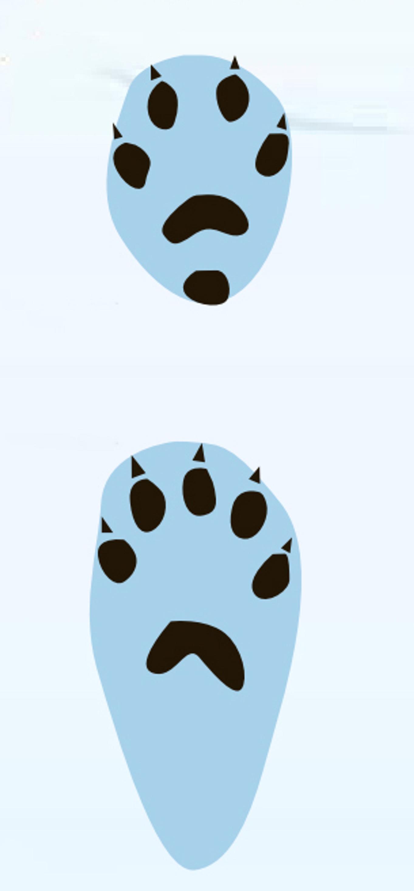 oravan jäljet lumessa