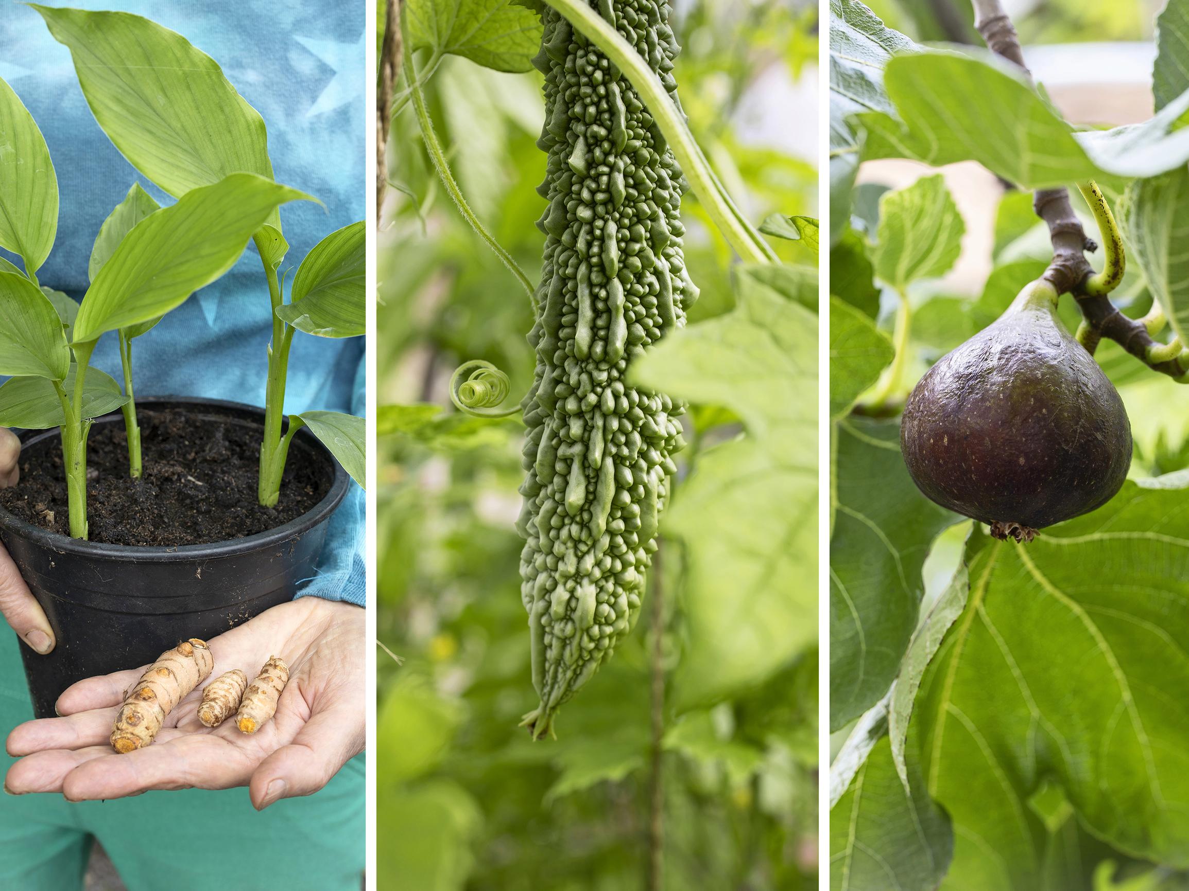 Sieniyrtti, syötävä ruukkupuu ja Inkojen herkkumukula –  pihalla tai parvekkeella voi kasvattaa eksoottista satoa, eikä se ole edes vaikeaa!