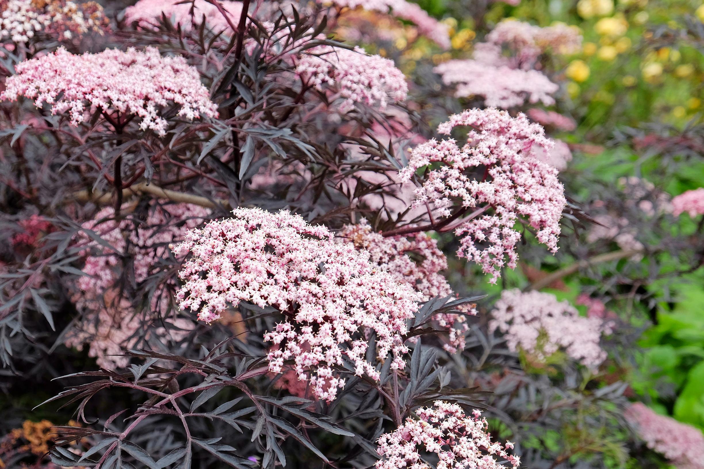 Mustaselja Black Lace 