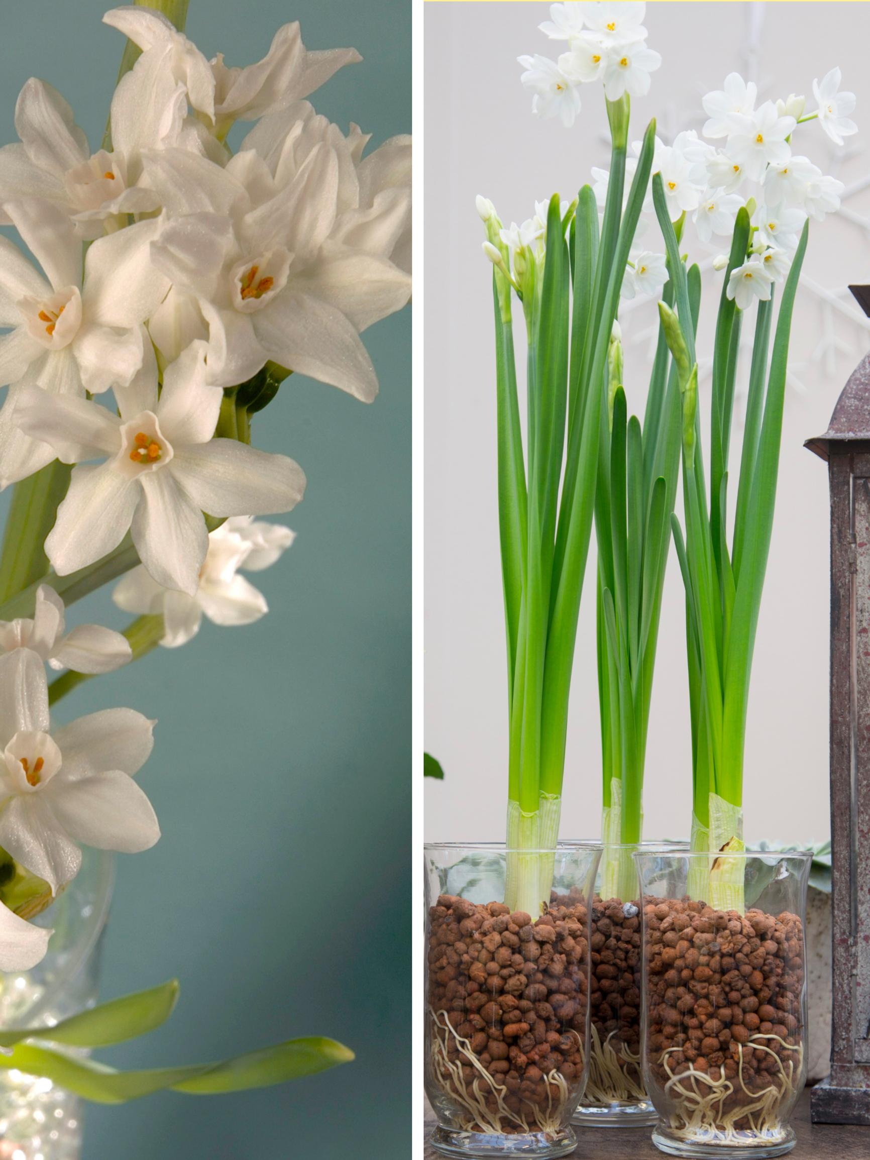 Narsissi on vanhanajan joulukukka: näin saat sipulit kukkiviksi kotona muutamassa viikossa – jopa pelkässä vedessä!